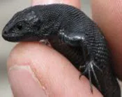 yuifi20klzs3gmkludigni6hs 159700