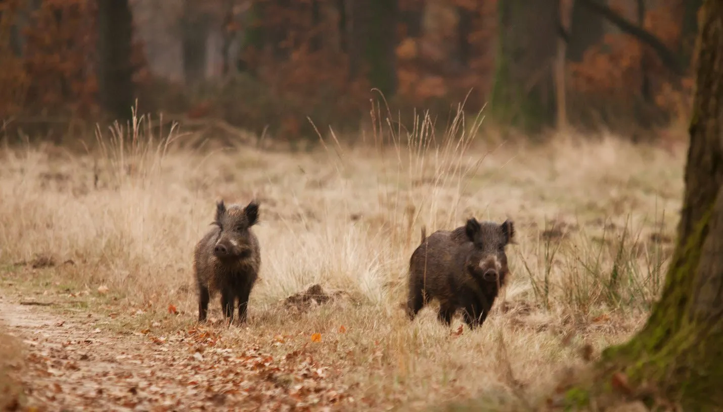 zwijnen gerrit van vemde1