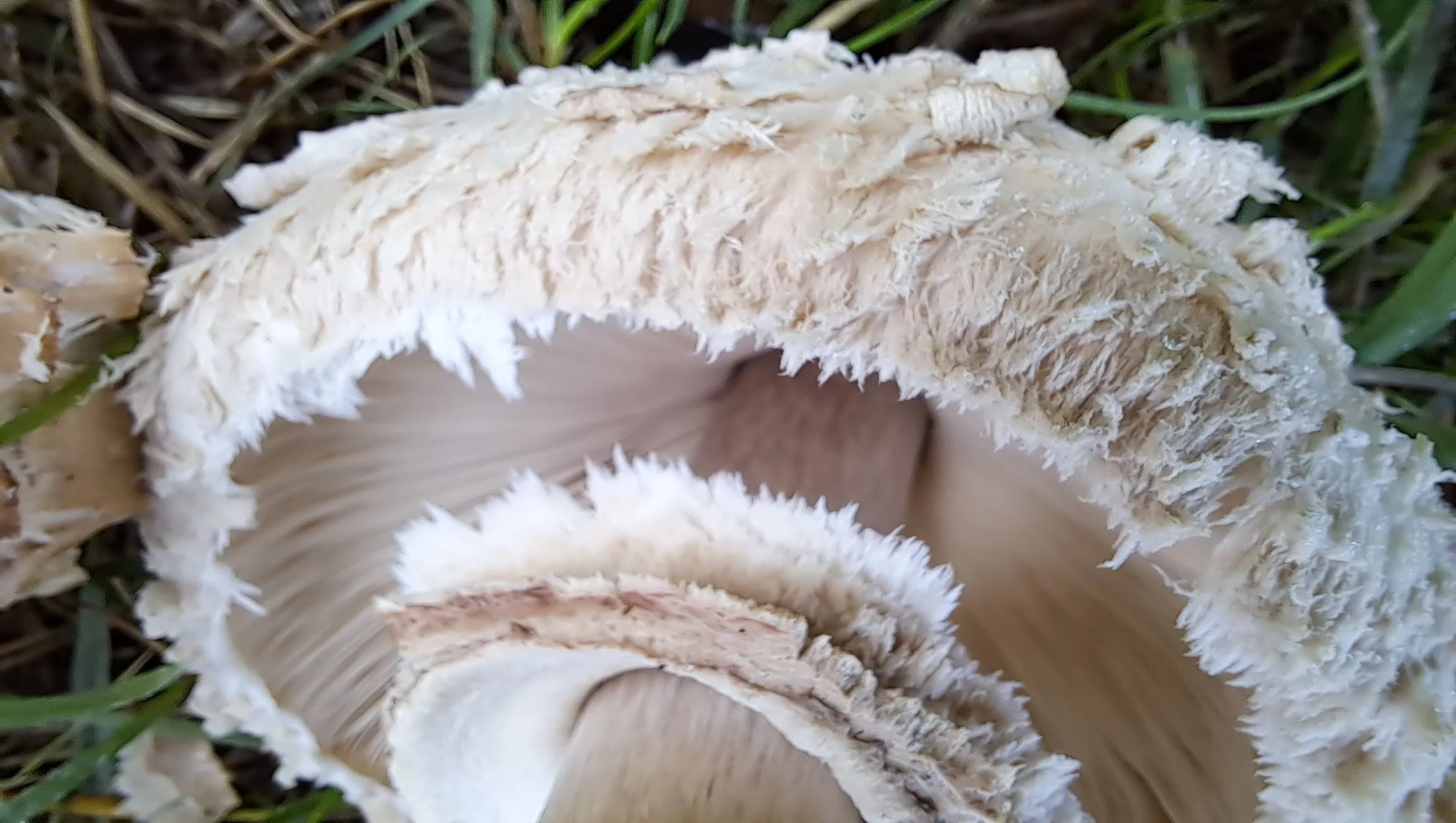 ivn wandeling paddenstoelen op beekhuizen corlene van den camp