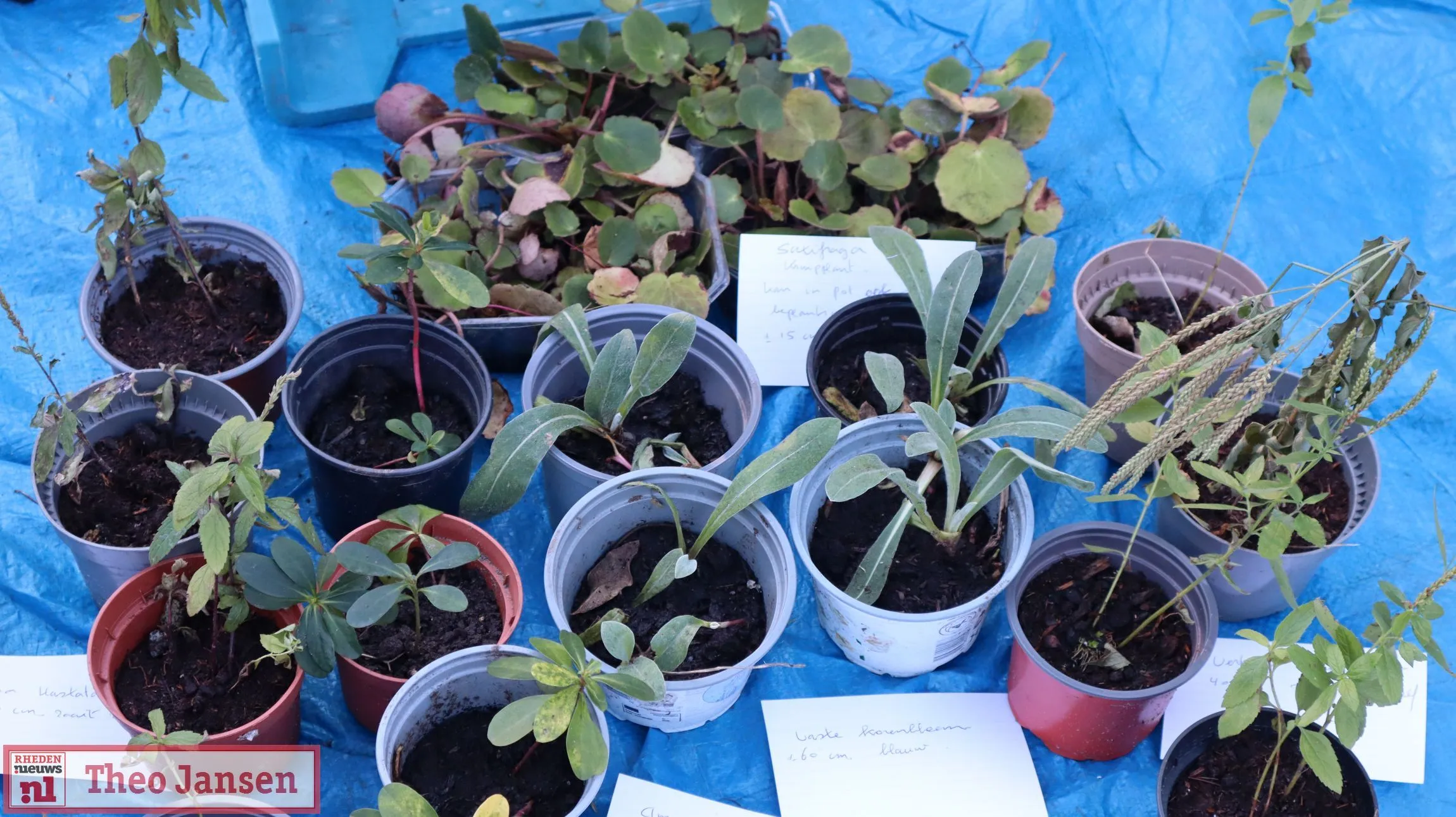 plantenruilbeurs groei bloei veluwezoom in de steeg 2024 2