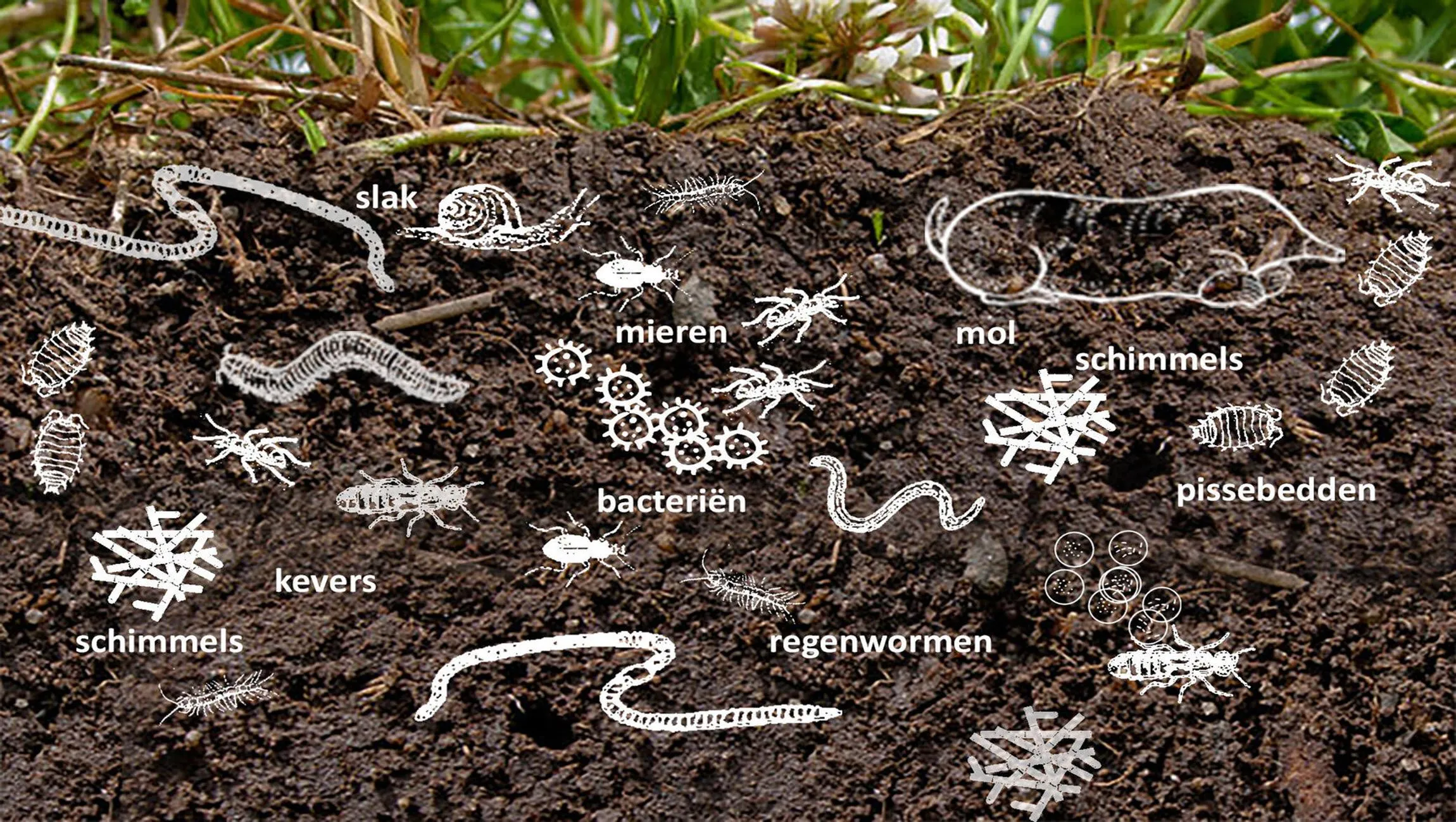 bodemleven hortus botanicus leiden