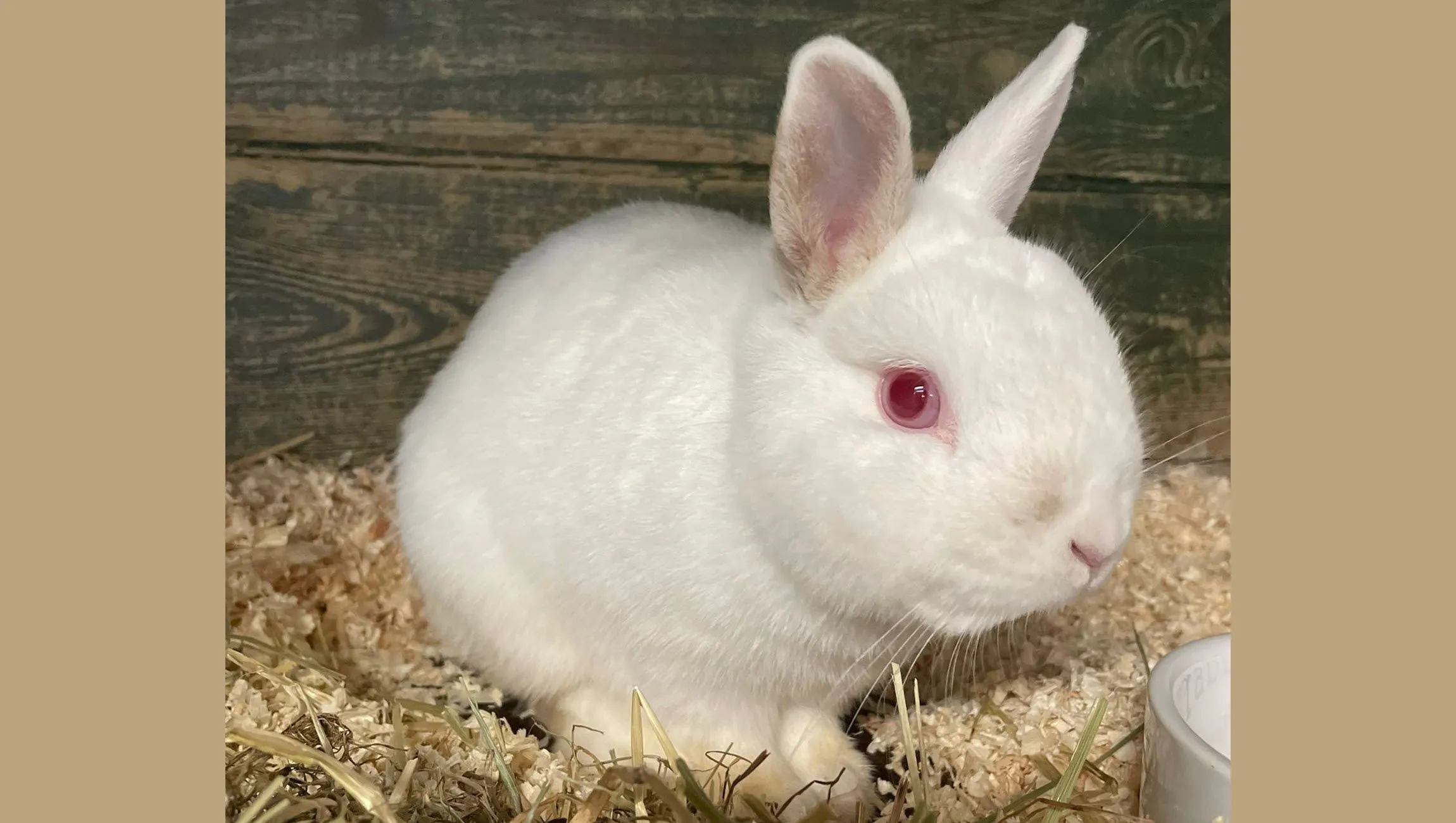 huisdier van de week alwin dierentehuis arnhem en omstreken
