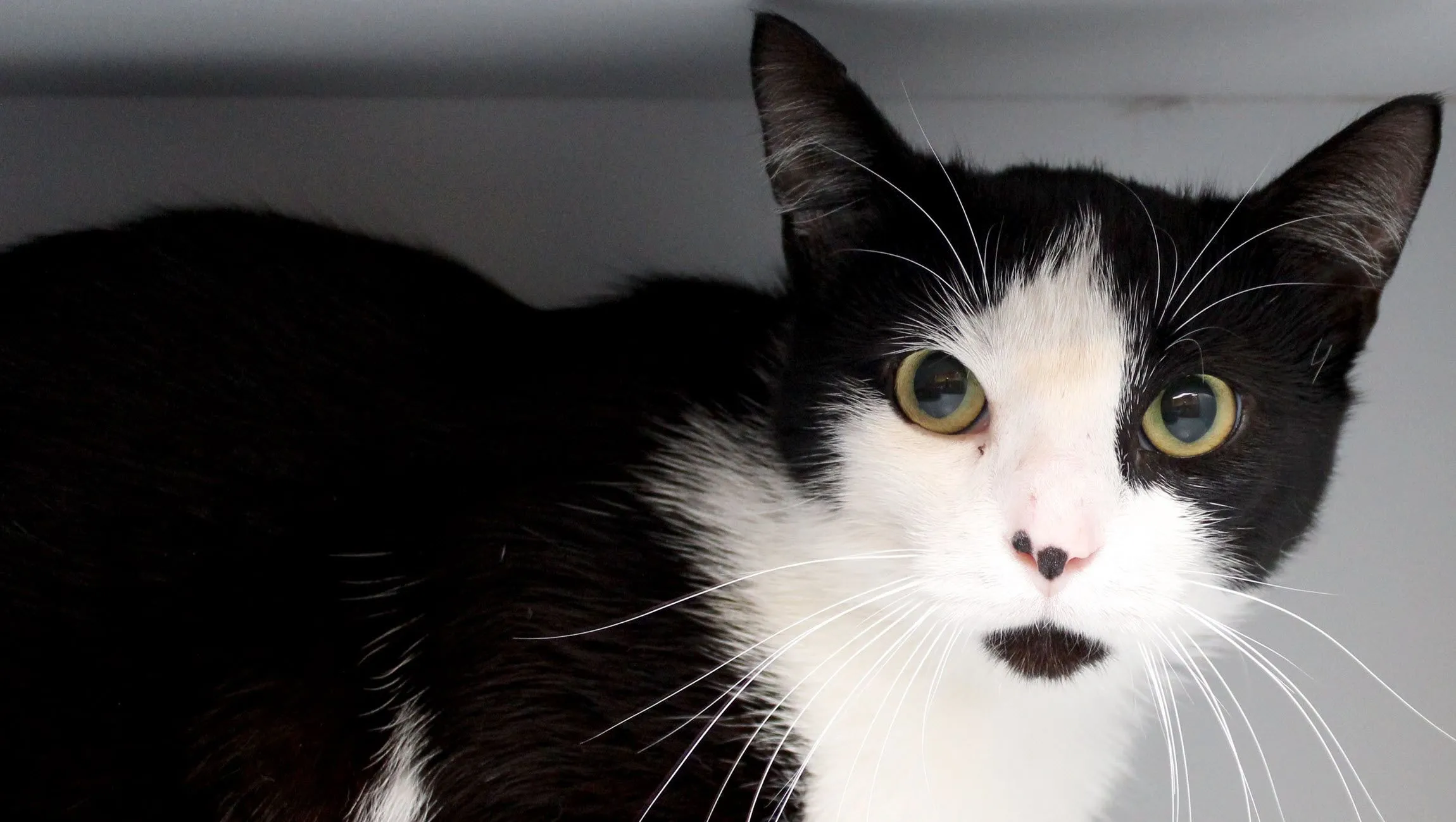 huisdier van de week jasper dierentehuis arnhem en omstreken