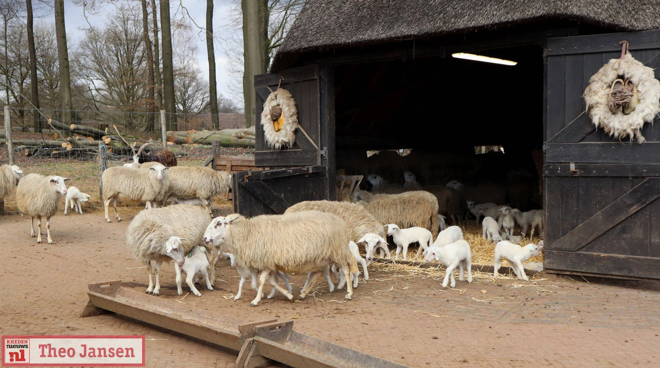 adoptie 1e lammetje rhedense schaapskudde 2025 20