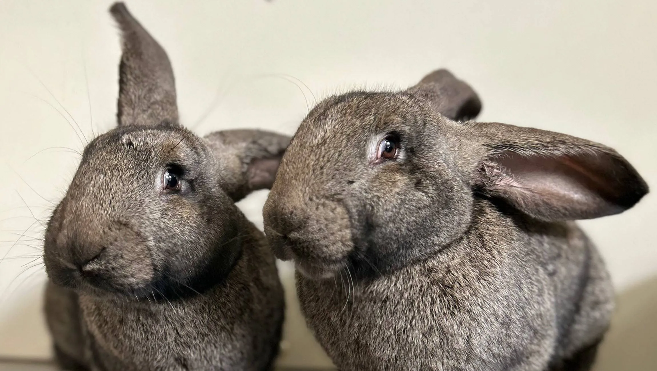 Huisdier van de Week - Amber en Fleur - Dierentehuis Arnhem en omstreken