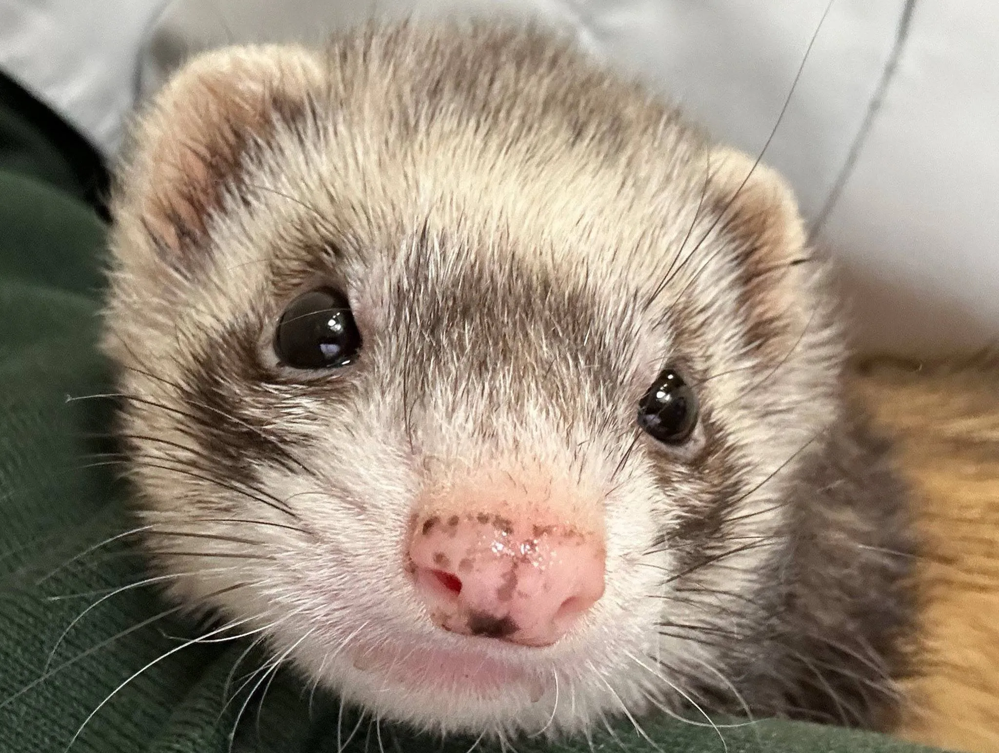 huisdier van de week maak kennis met alice de fret dierentehuis arnhem en omstreken