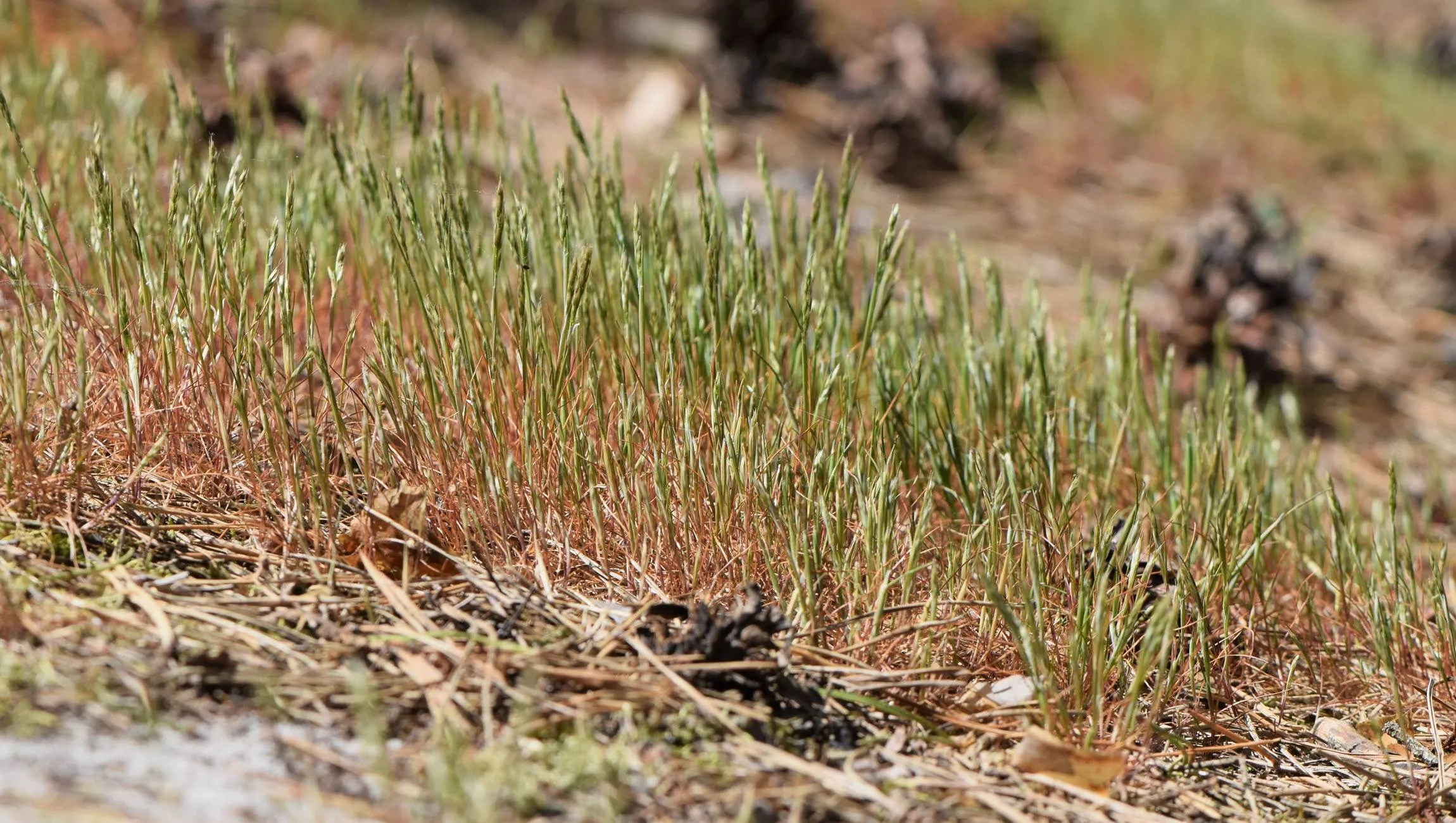 IVN wandeling Voedselarm bos en hei in de lente - IVN Oost-Veluwezoom
