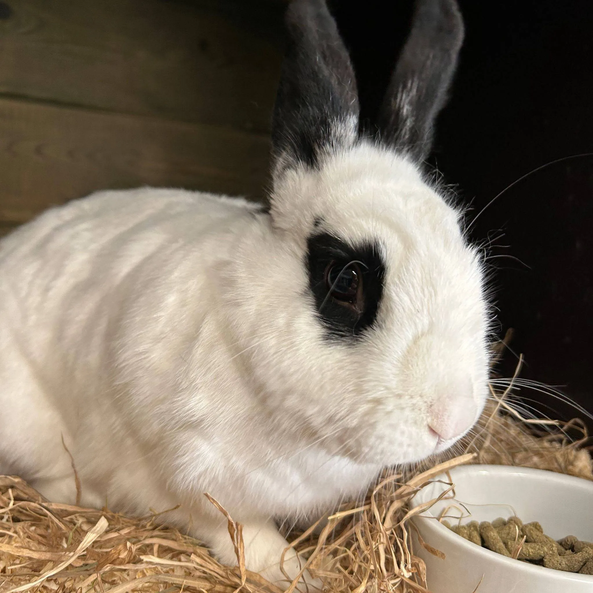 huisdier van de week mango dierentehuis arnhem en omstreken