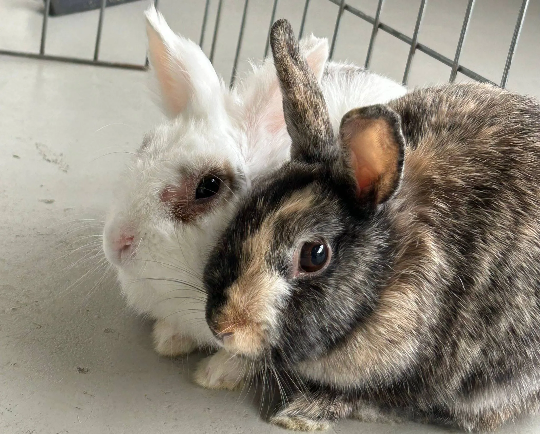Amy & Basje - Huisdier van de Week - Dierentehuis Arnhem en omstreken