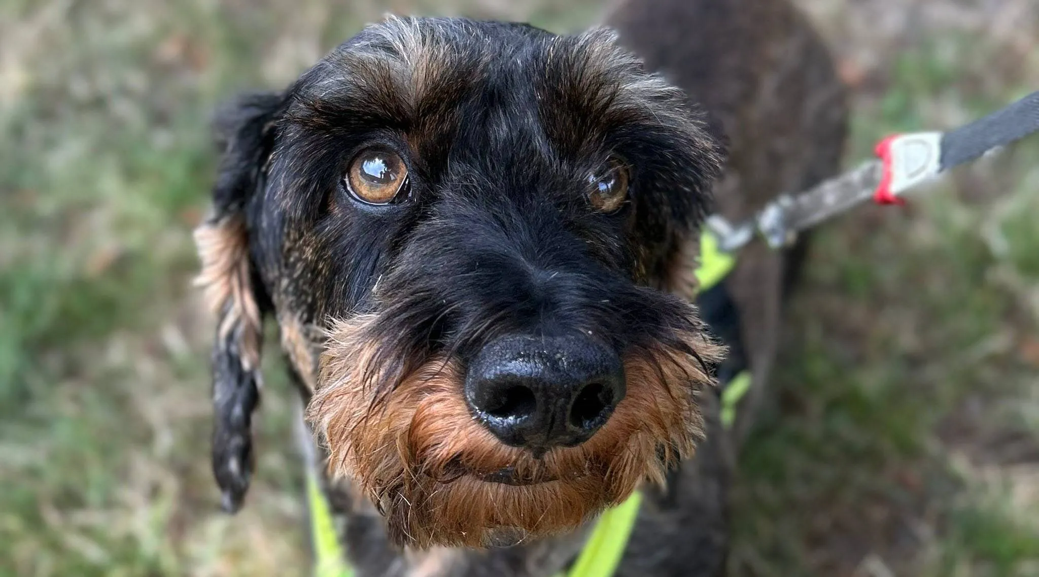Derk - Huisdier van de week - Dierentehuis Arnhem en omstreken