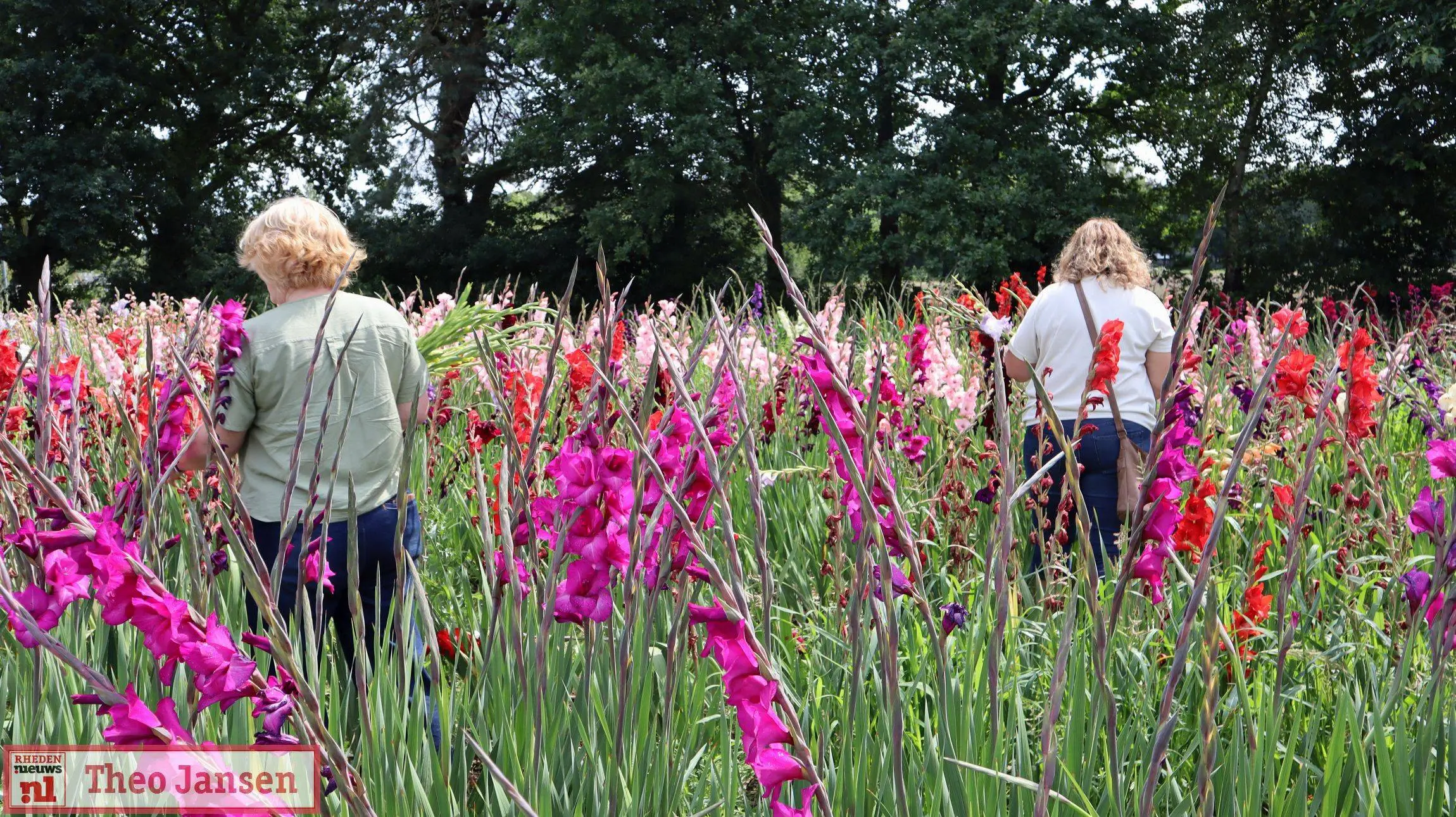 Gladiolenfestival in Laag-Soeren trekt weer veel bezoekers 2025 (7)