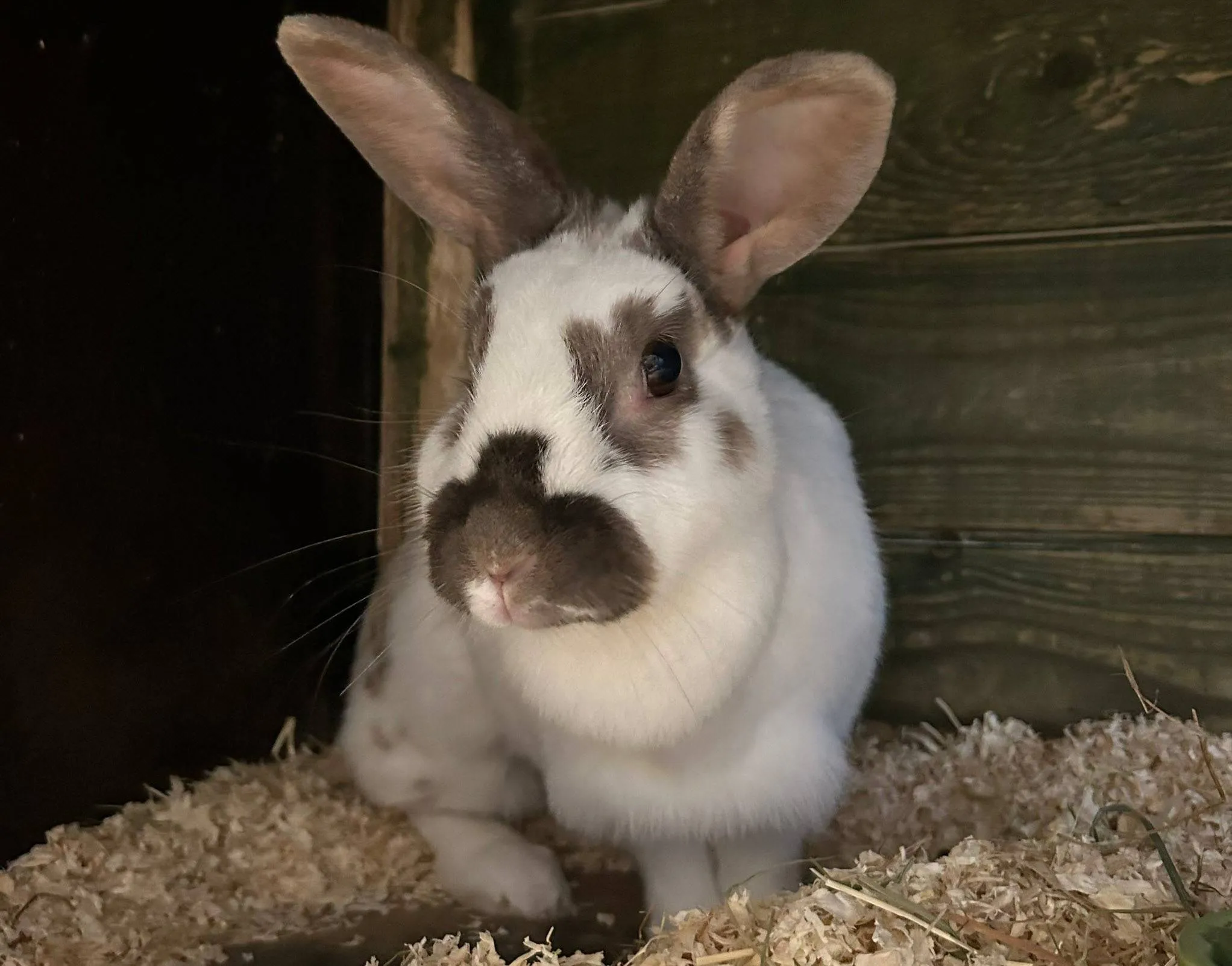 Huisdier van de week - Nola - Dierentehuis Arnhem en omstreken