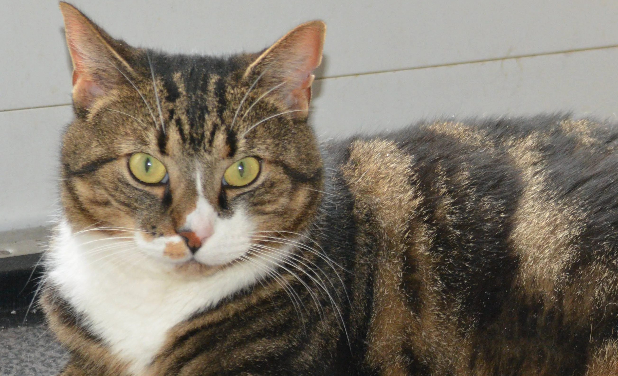 Kattenogen
