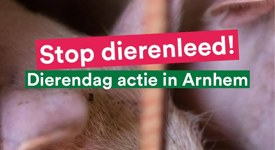 Dierendag Partij voor de Dieren