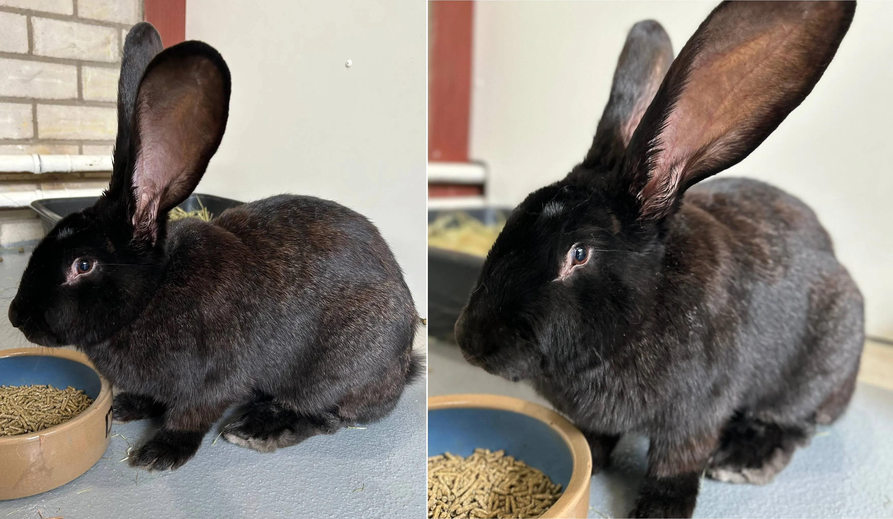 Huisdier van de Week - Minx - Dierentehuis Arnhem en omstreken