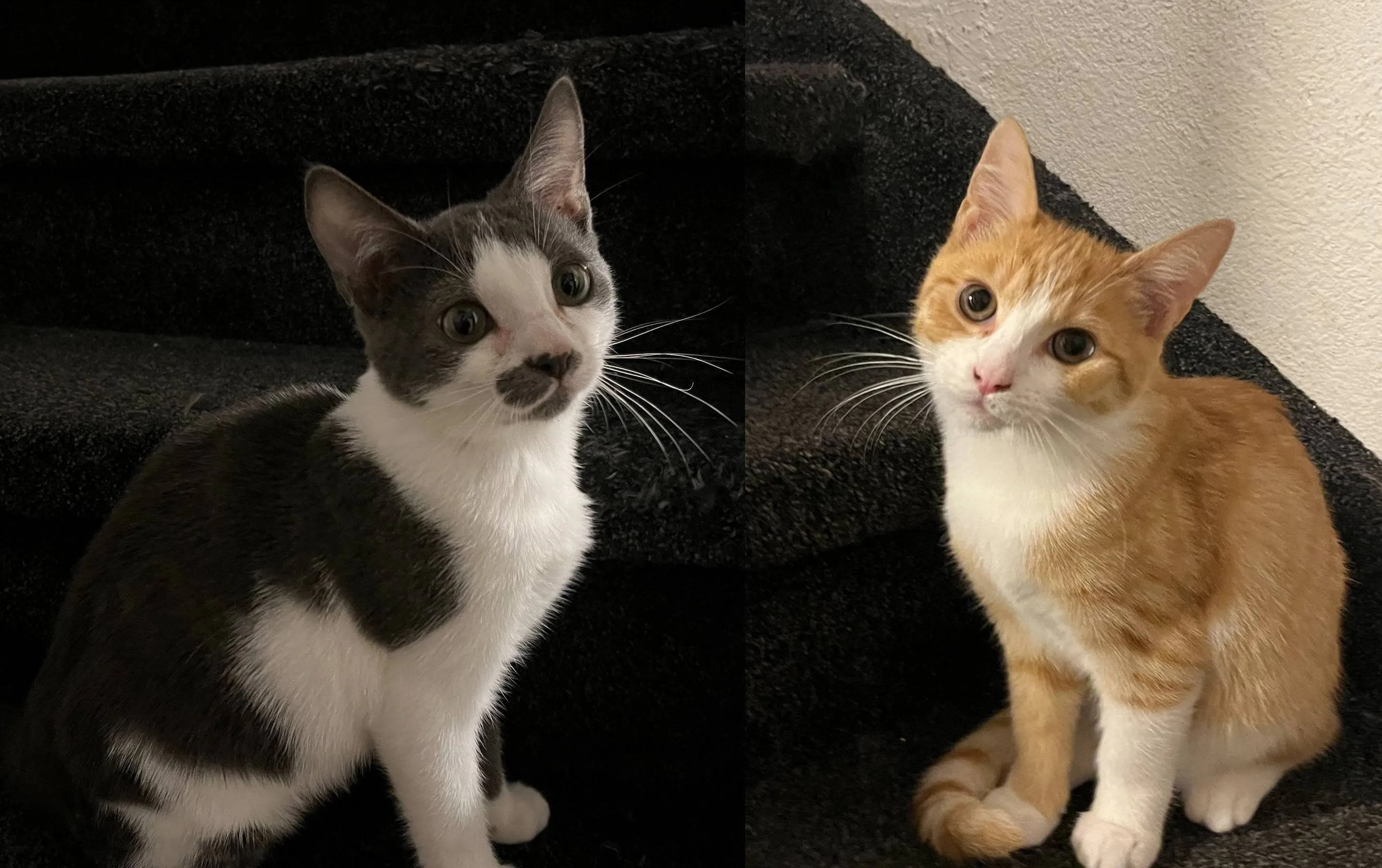 Huisdier van de Week Pip-& Lio - Dierentehuis Arnhem en omstreken