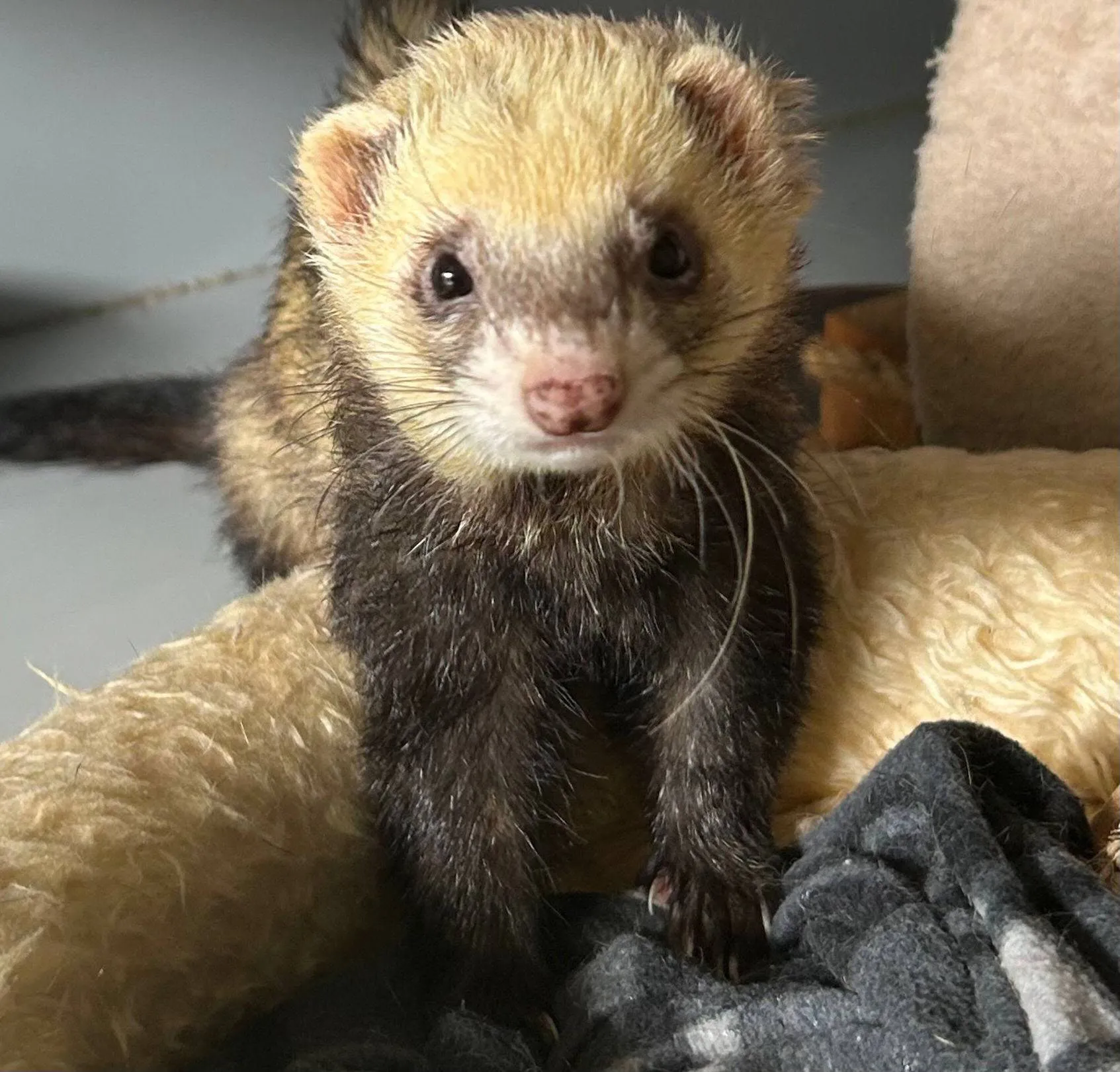 Noodle - Huisdier van de Week - Huisdier van de Week - Dierentehuis Arnhem en omstreken