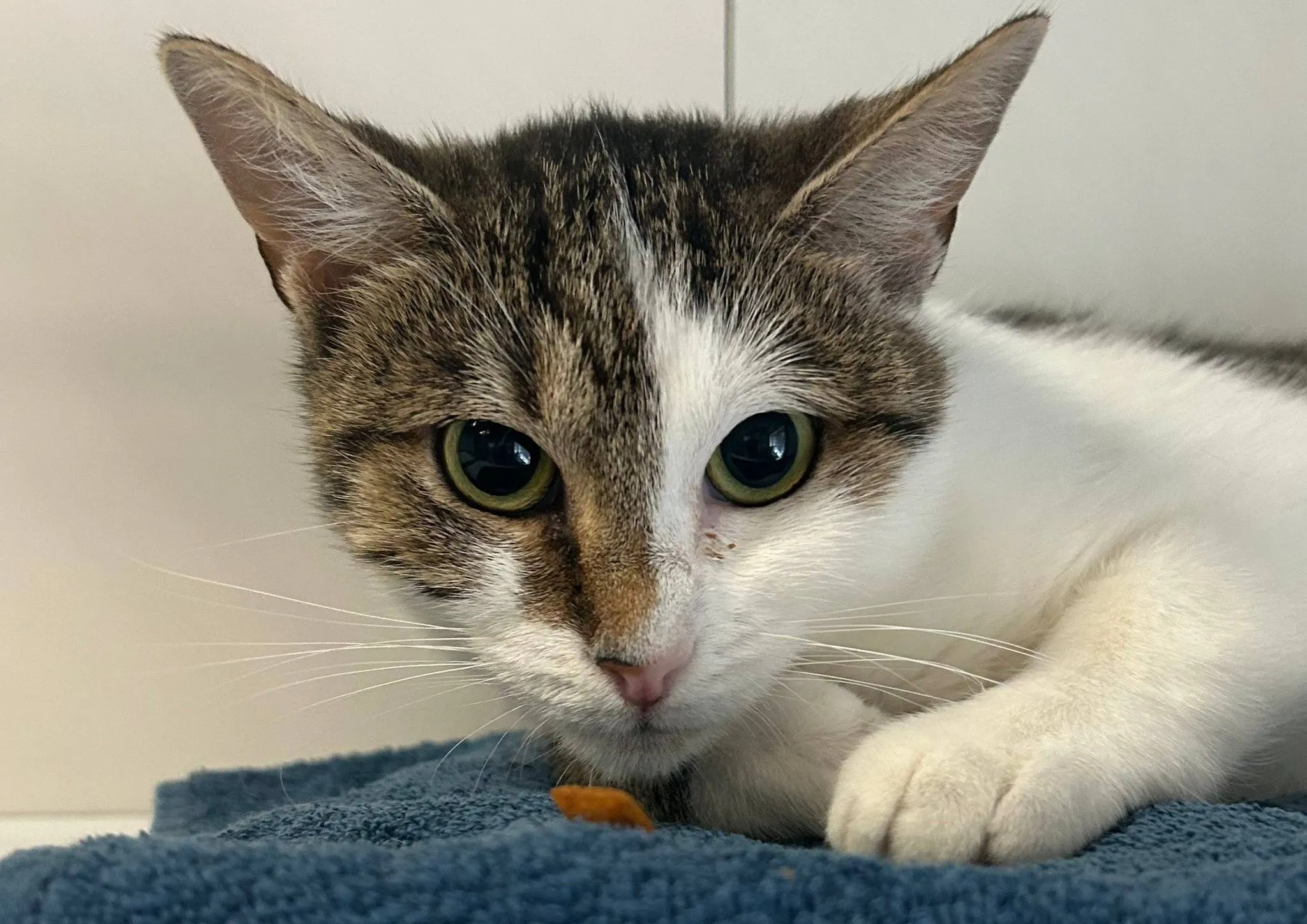 Saar - Huisdier van de week - Dierentehuis Arnhem en omstreken