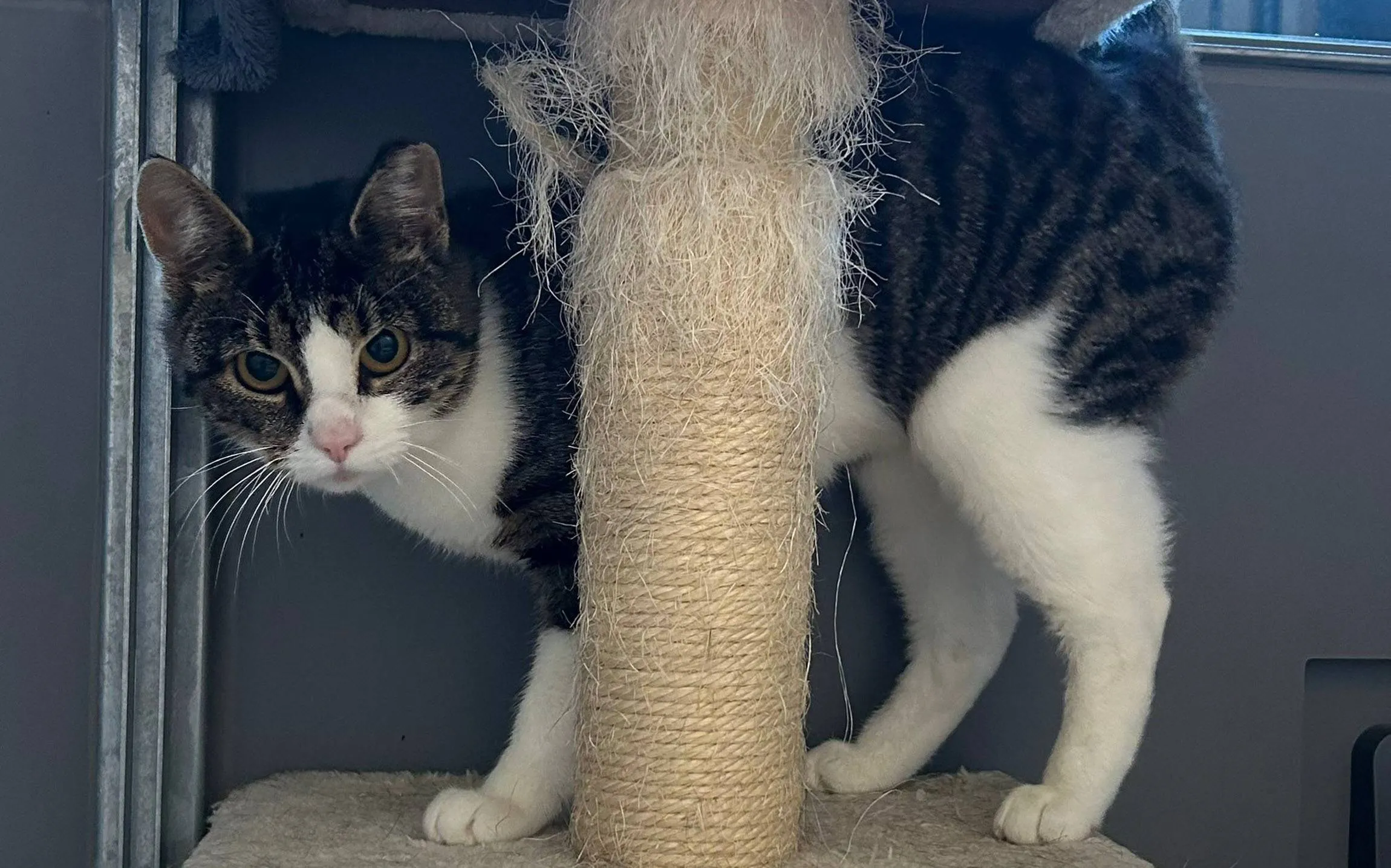 Cleo - Huisdier van de Week - Dierentehuis Arnhem en omstreken