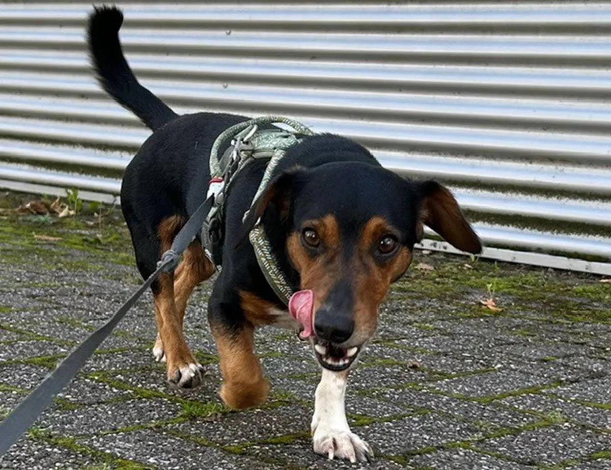 Huisdier van de Week - Pim - Dierentehuis Arnhem en omstreken