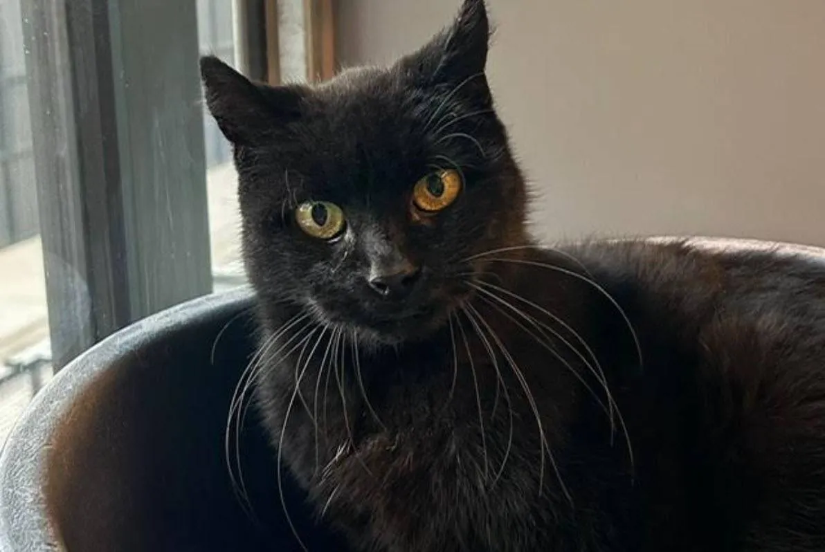 Mason0 - Huisdier van de Week - Dierentehuis Arnhem en omstreken