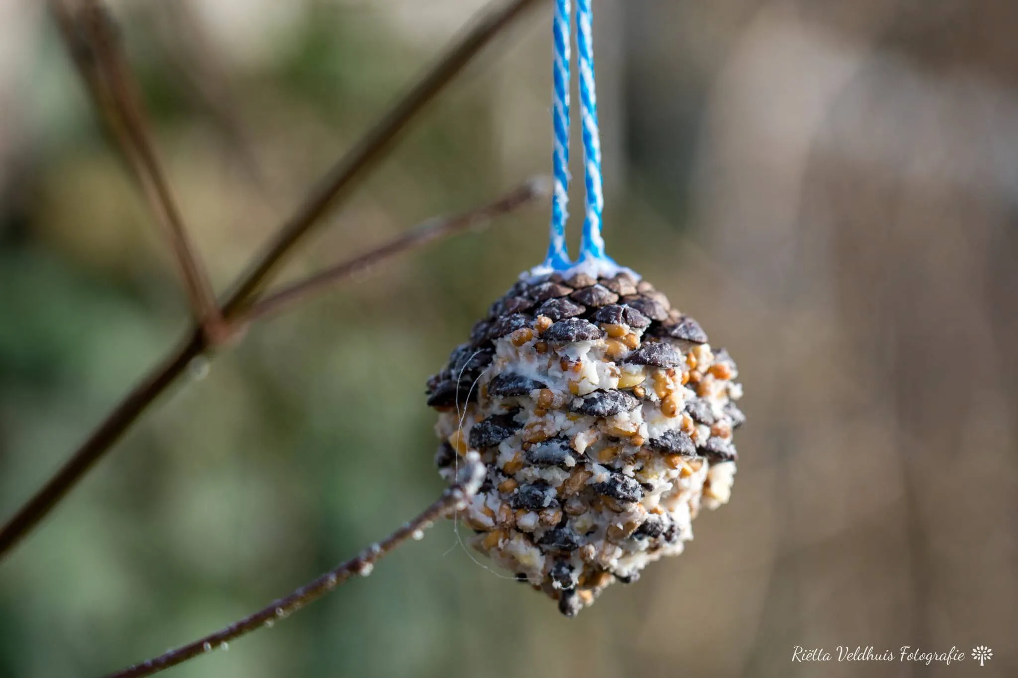 vetbollenbos&heide Riëtta Veldhuis