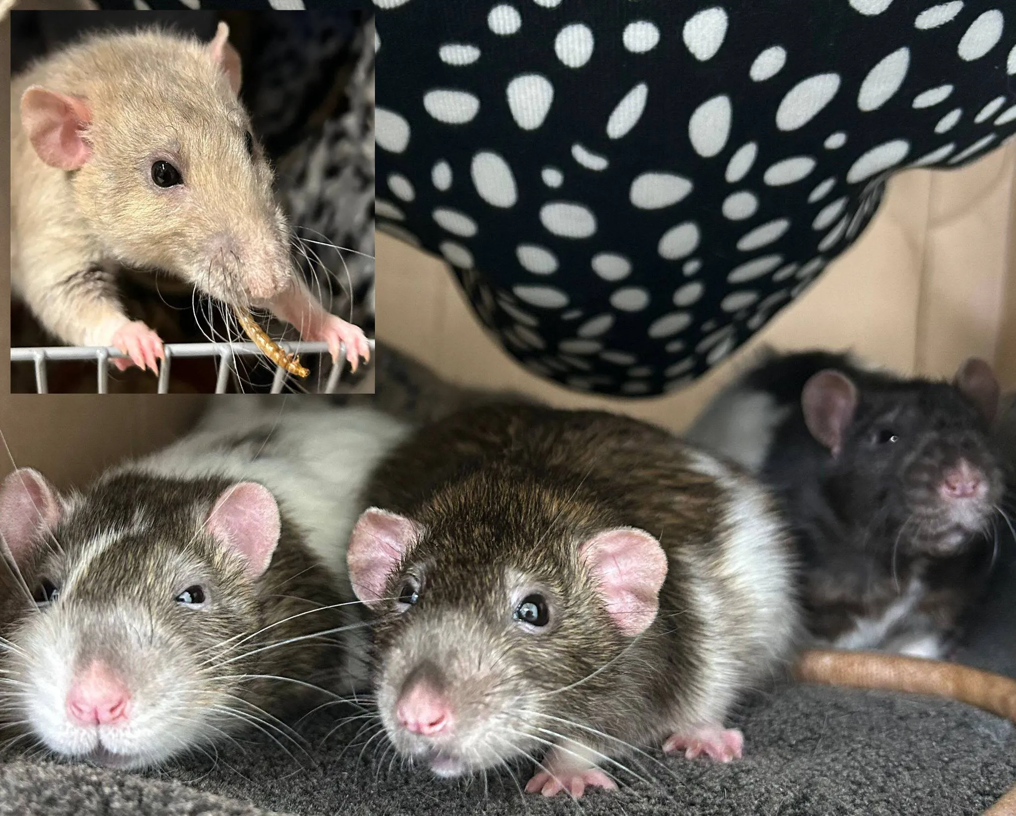 Chazz-Baxter-Ozzie-Husk1 - Huisdier van de Week - Dierenasiel Arnhem en omstreken