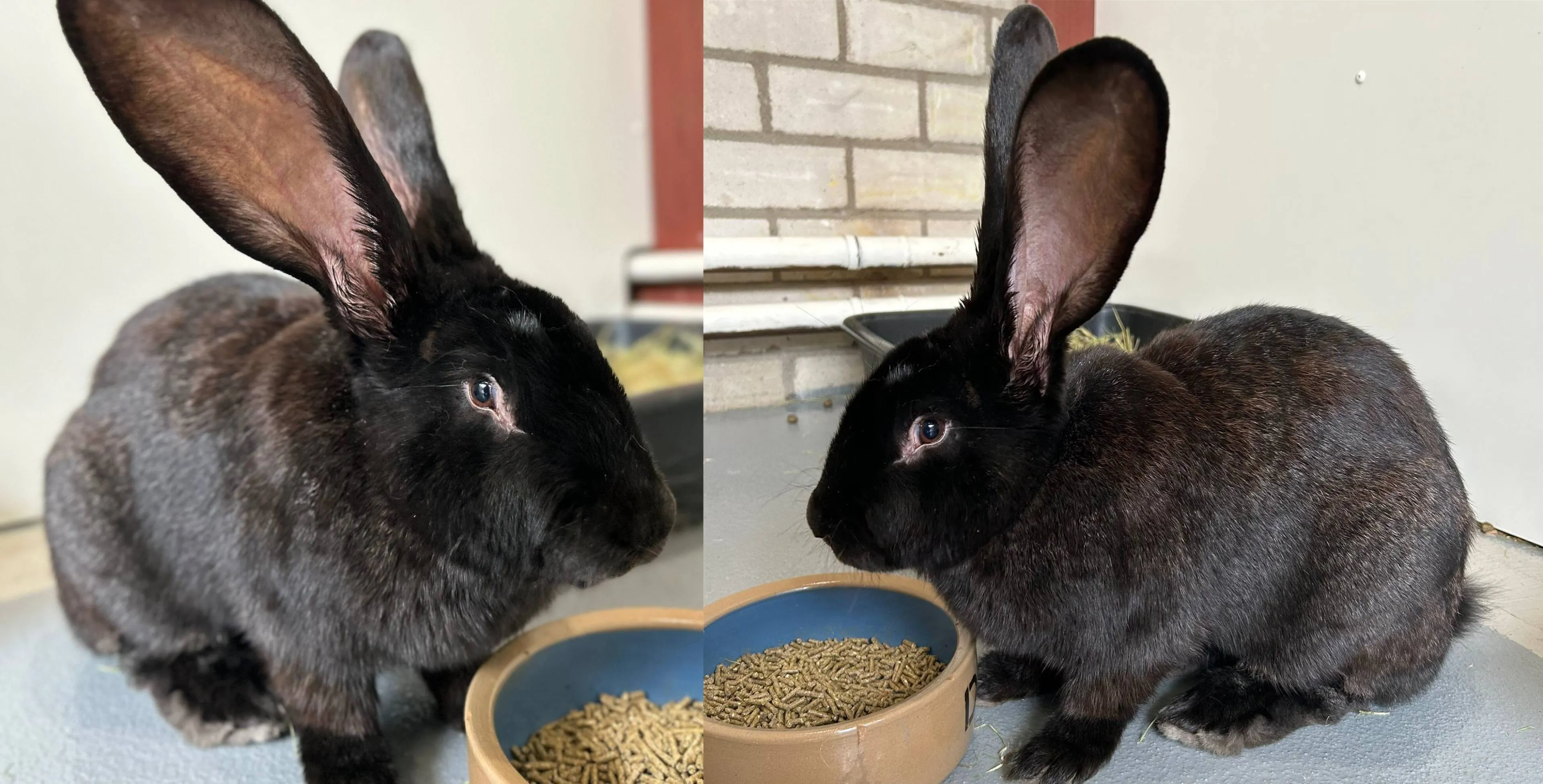 Huisdier van de Week - Minx1 - Dierentehuis Arnhem en omstreken