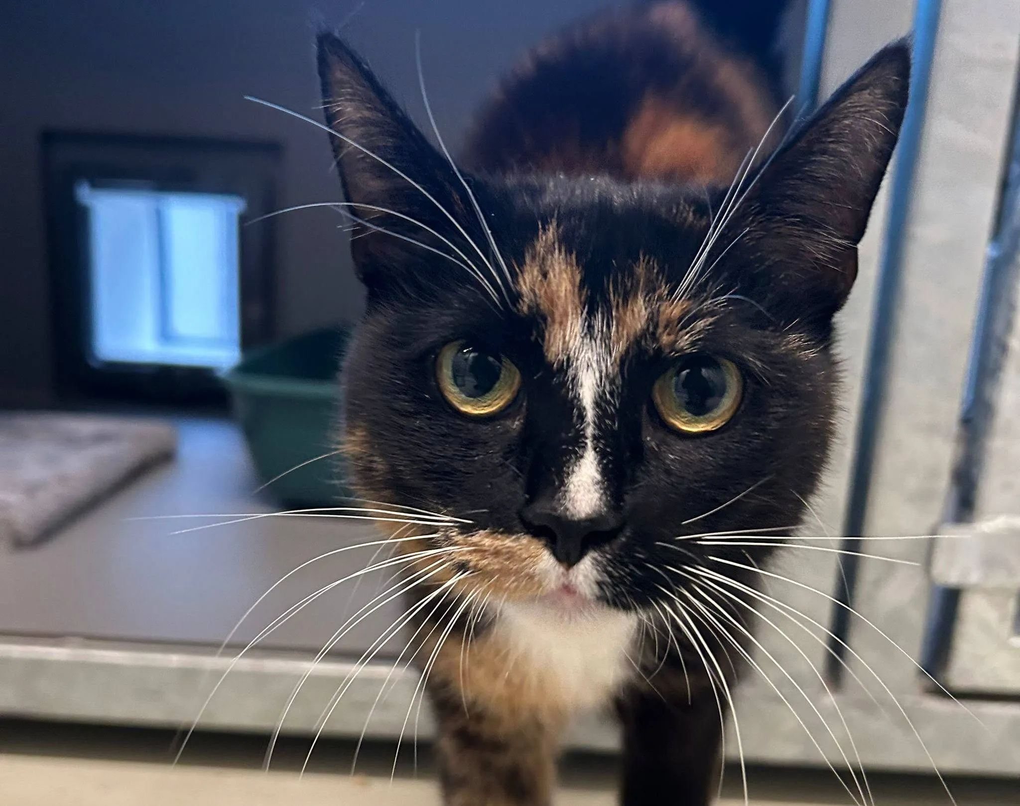 Truus - Huisdier van de Week - Dierentehuis Arnhem en omstreken