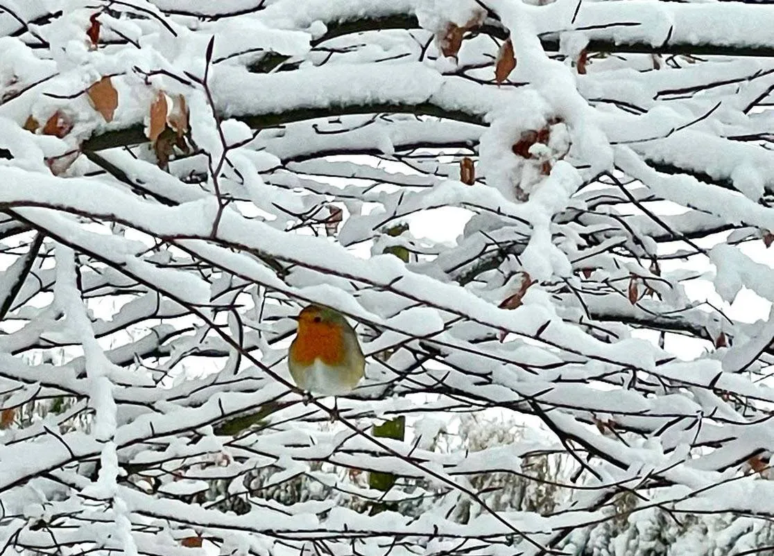 Roodborstje Arjan Vennema