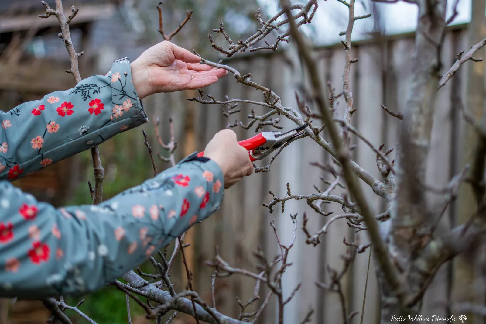 snoeien foto Riëtta Veldhuis