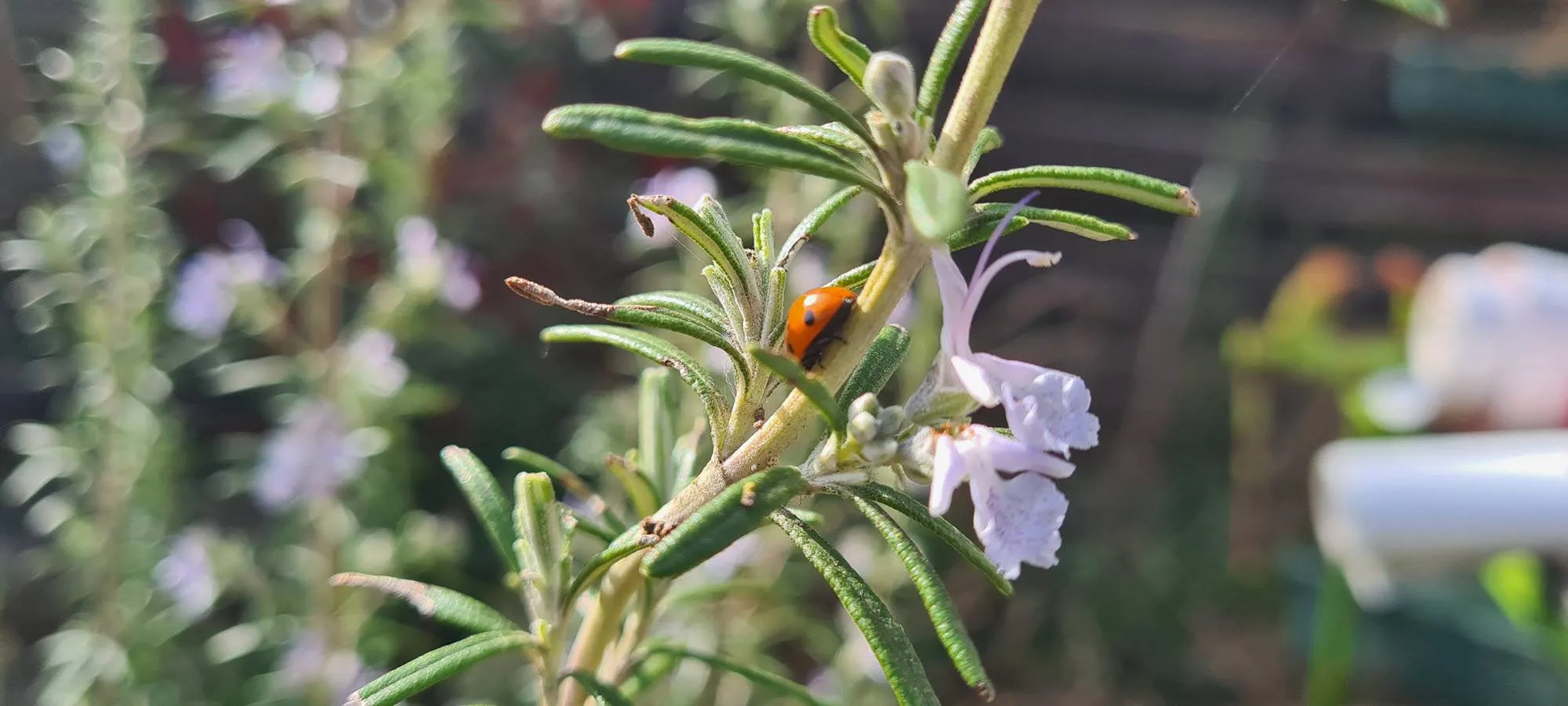 Marjolein lieveheersbeestje RN