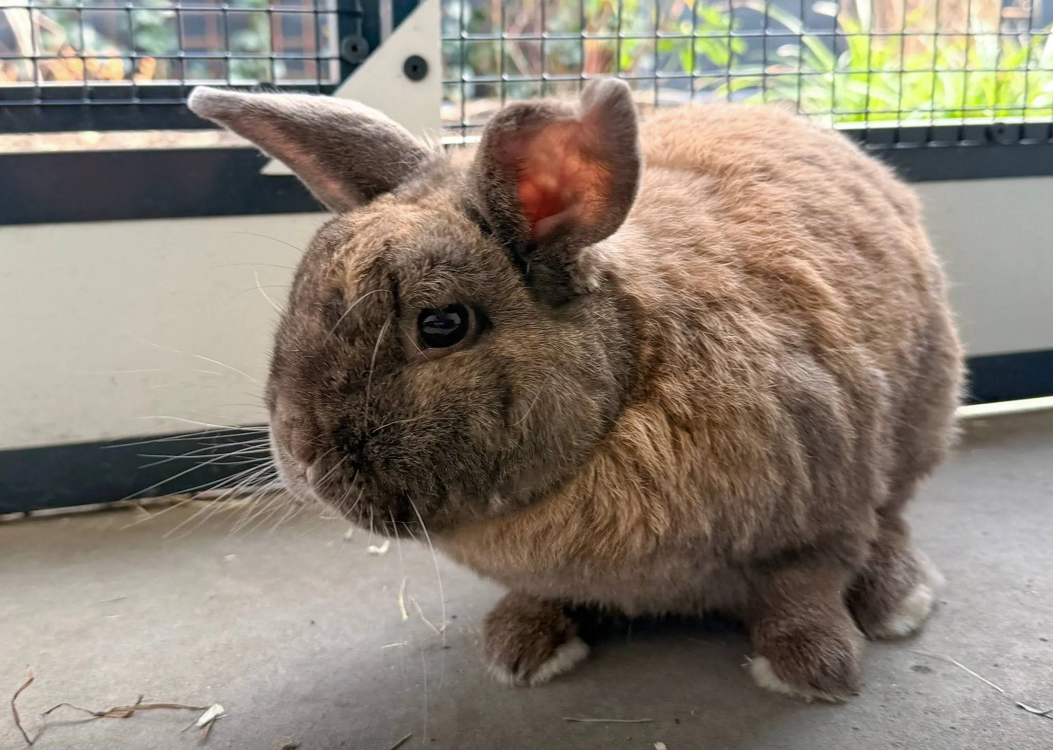Roderick - Dierentehuis Arnhem en omstreken