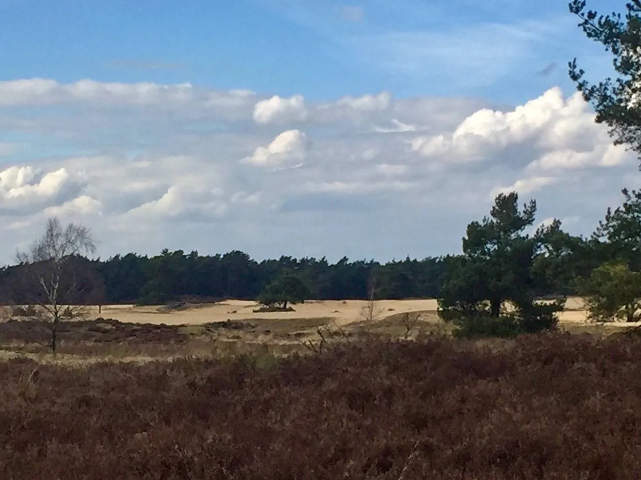 20260511 rozendaalse-zand-2 - IVN Oost Veluwezoom