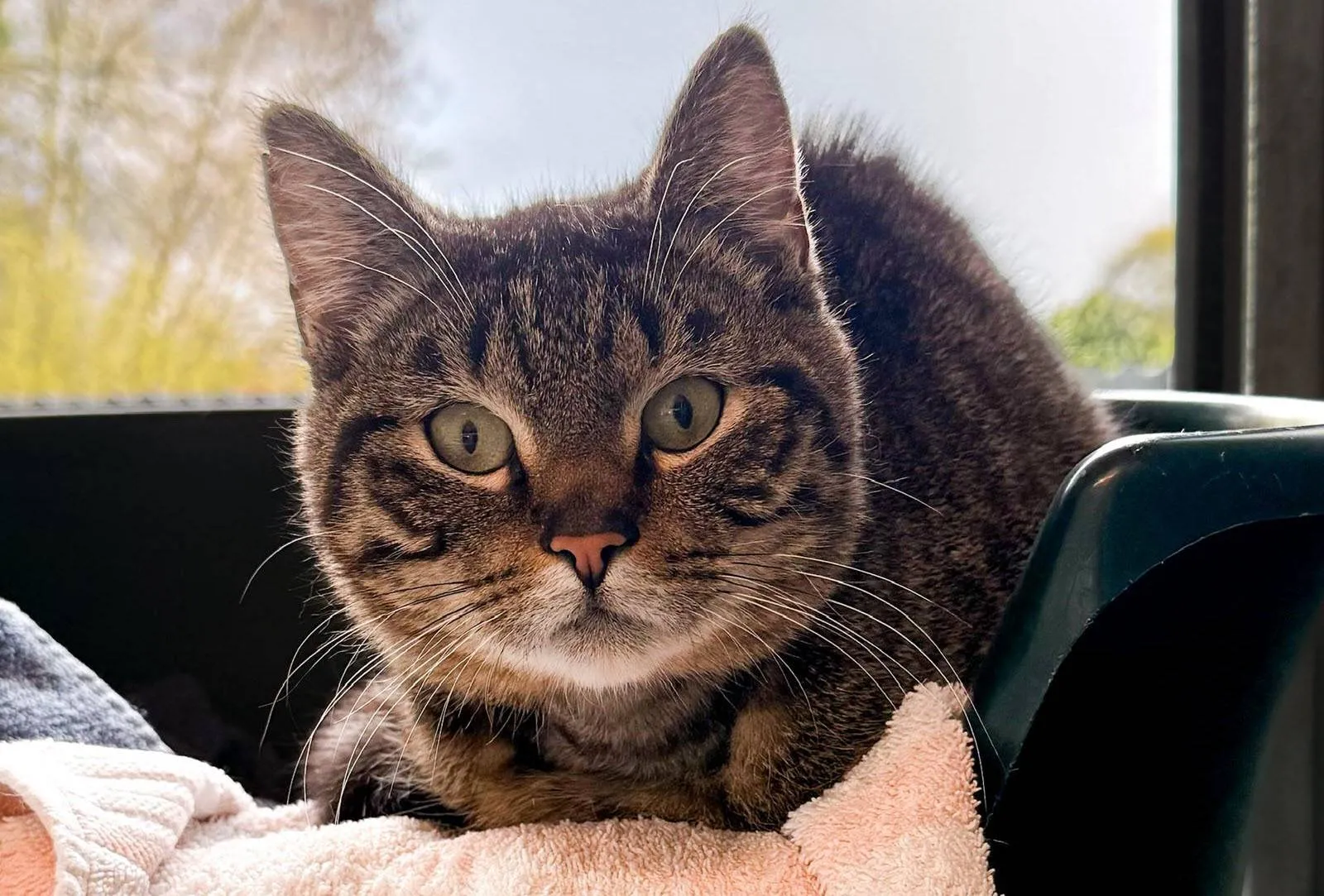 Bibble - Huisdier van de week - Dierentehuis Arnhem en omstreken