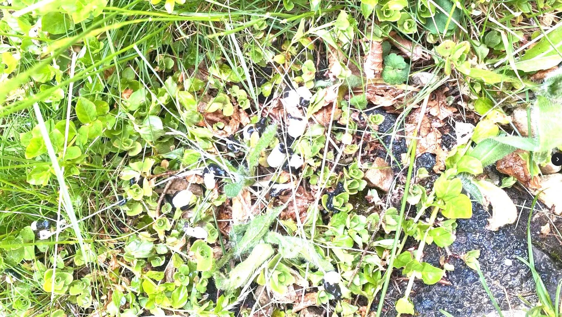 Vegetatie in het bos - IVN Oost-Veluwezoom