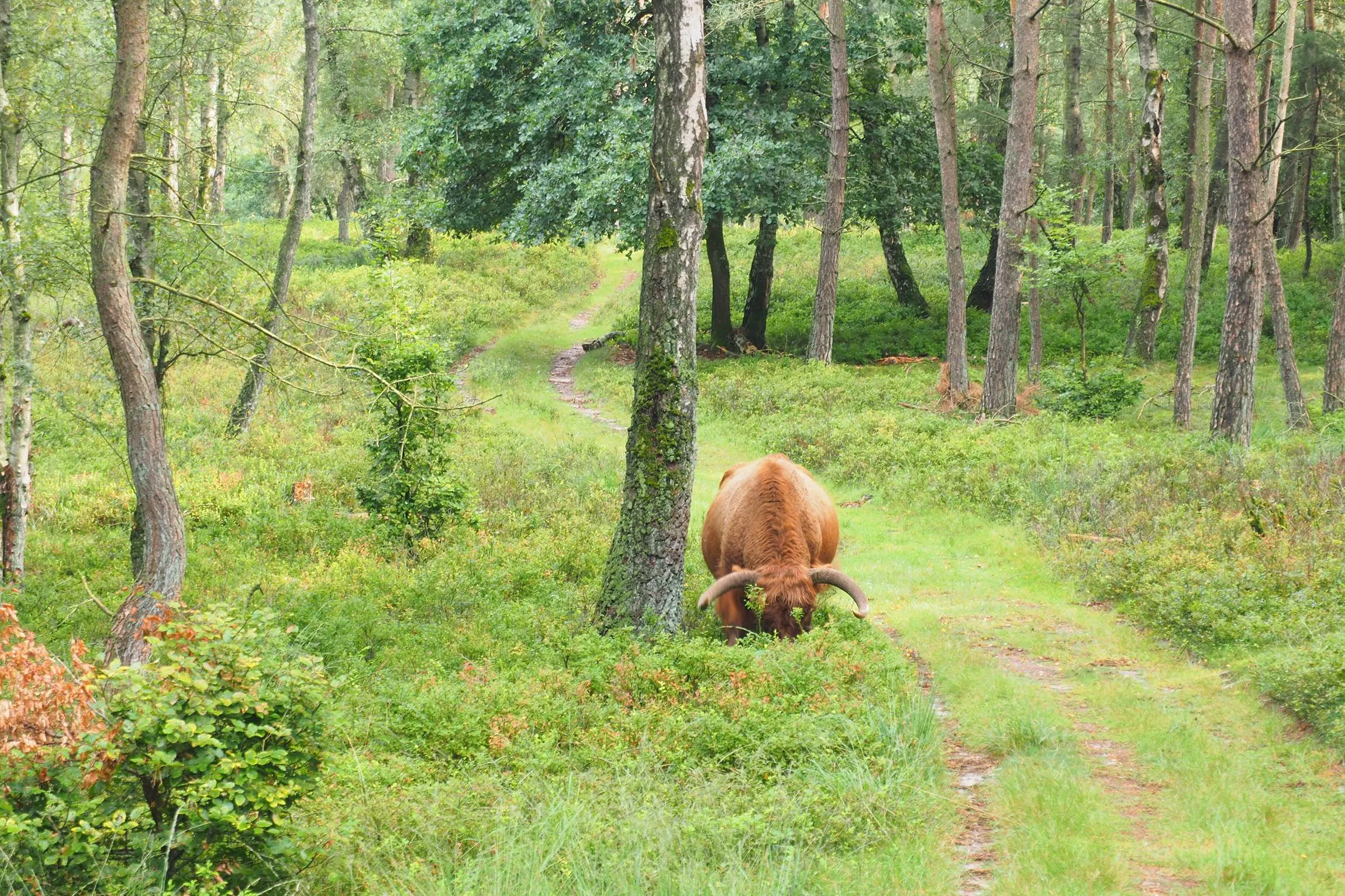 Hooglander in bos - Corlène van den Camp