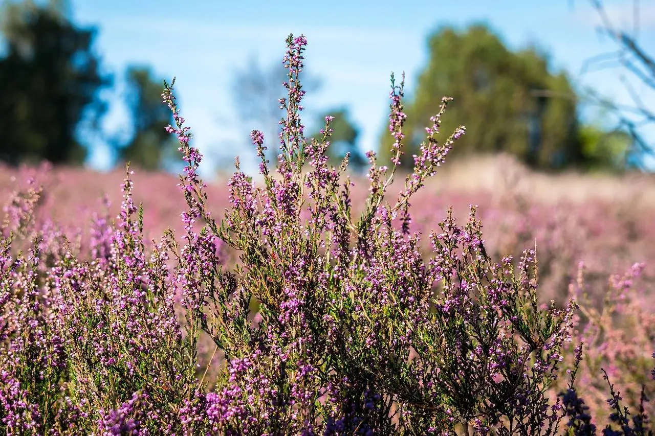 Heide Didgeman Pixabay