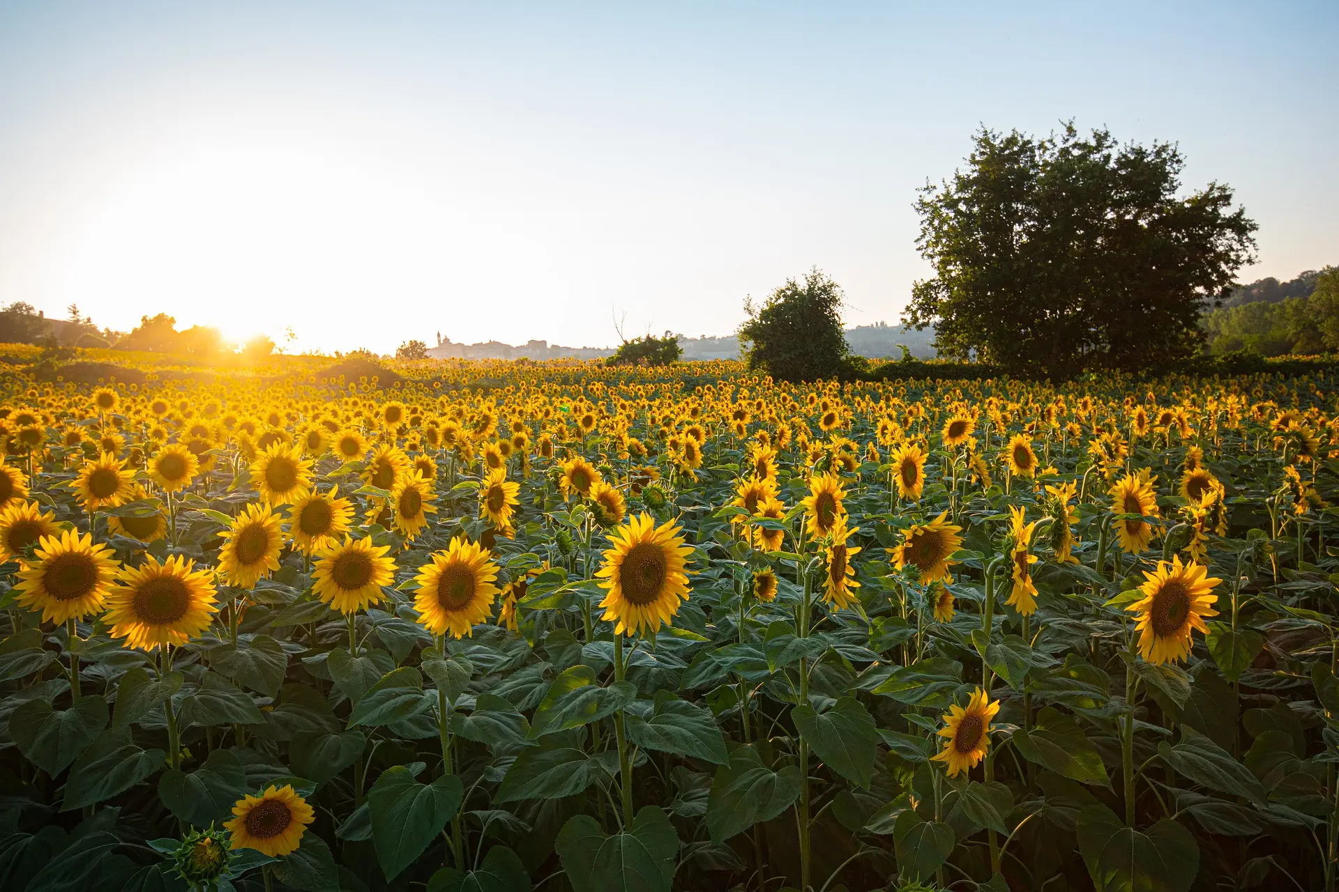 sunflowers-6007847-1920-zonnebloemen-phfilipposarci-via-pixabay