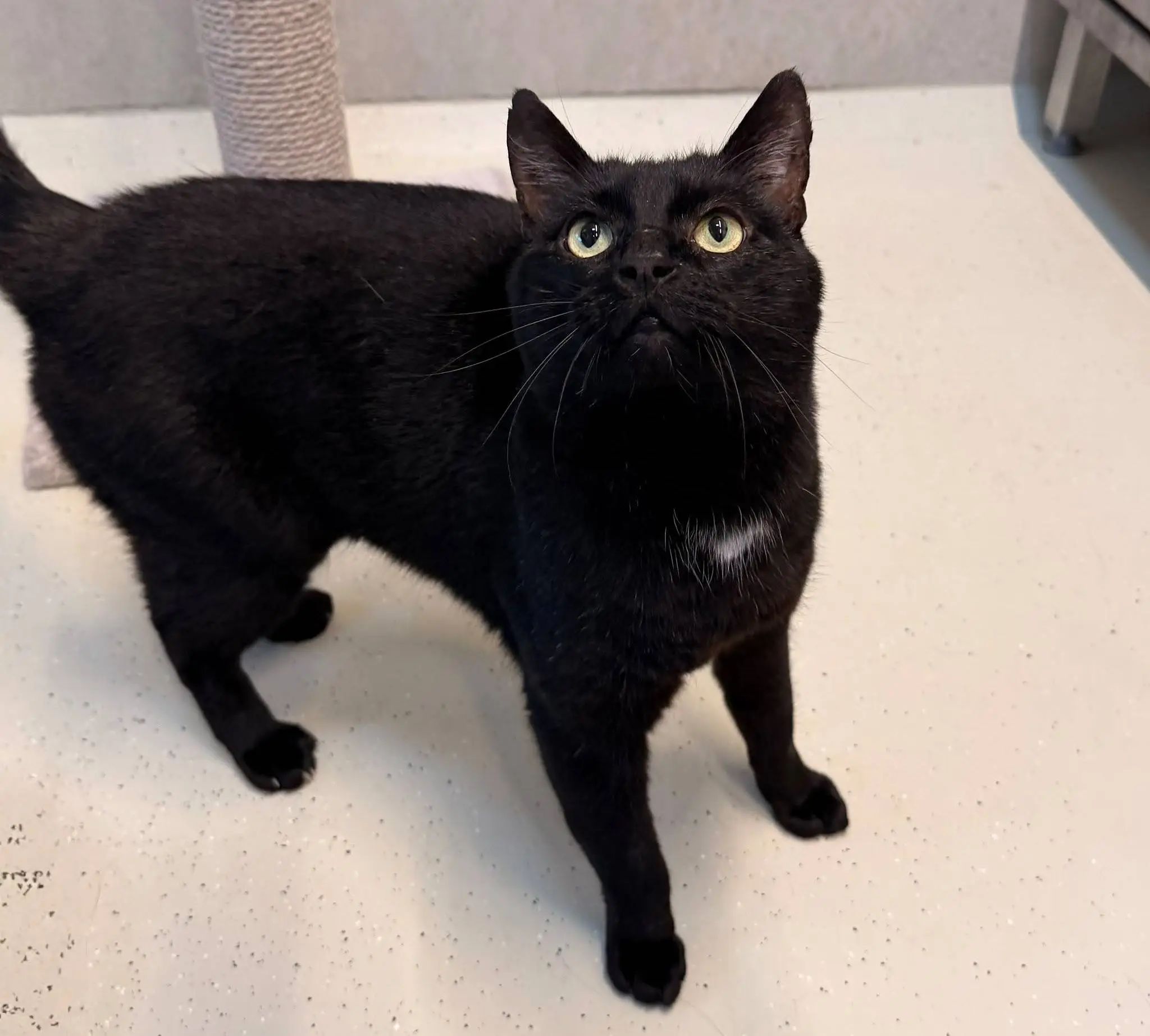 Huisdier van de Week - Elvis - Dierentehuis Arnhem en omstreken