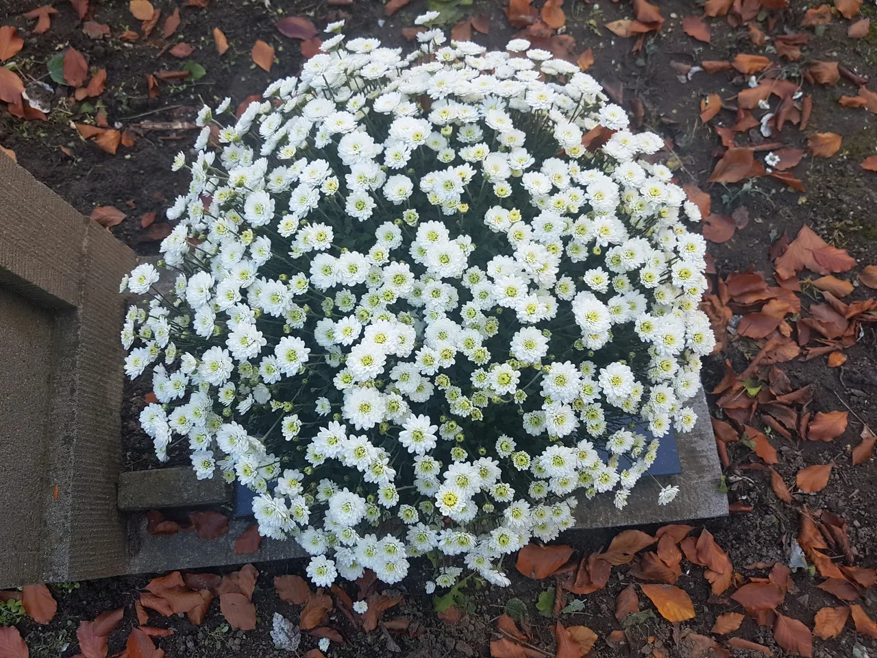 20201031 155222geschaald