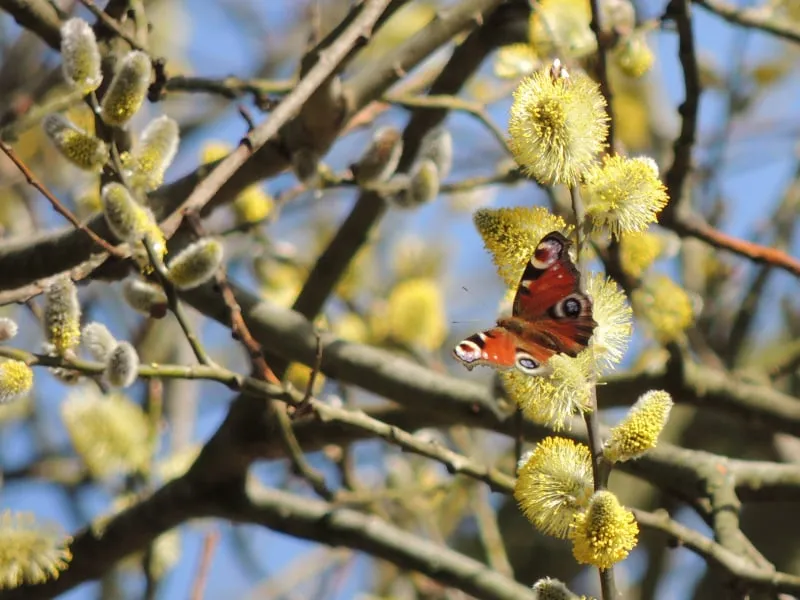 altembroek 020 dscn6602