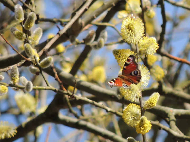 altembroek 020 dscn6602