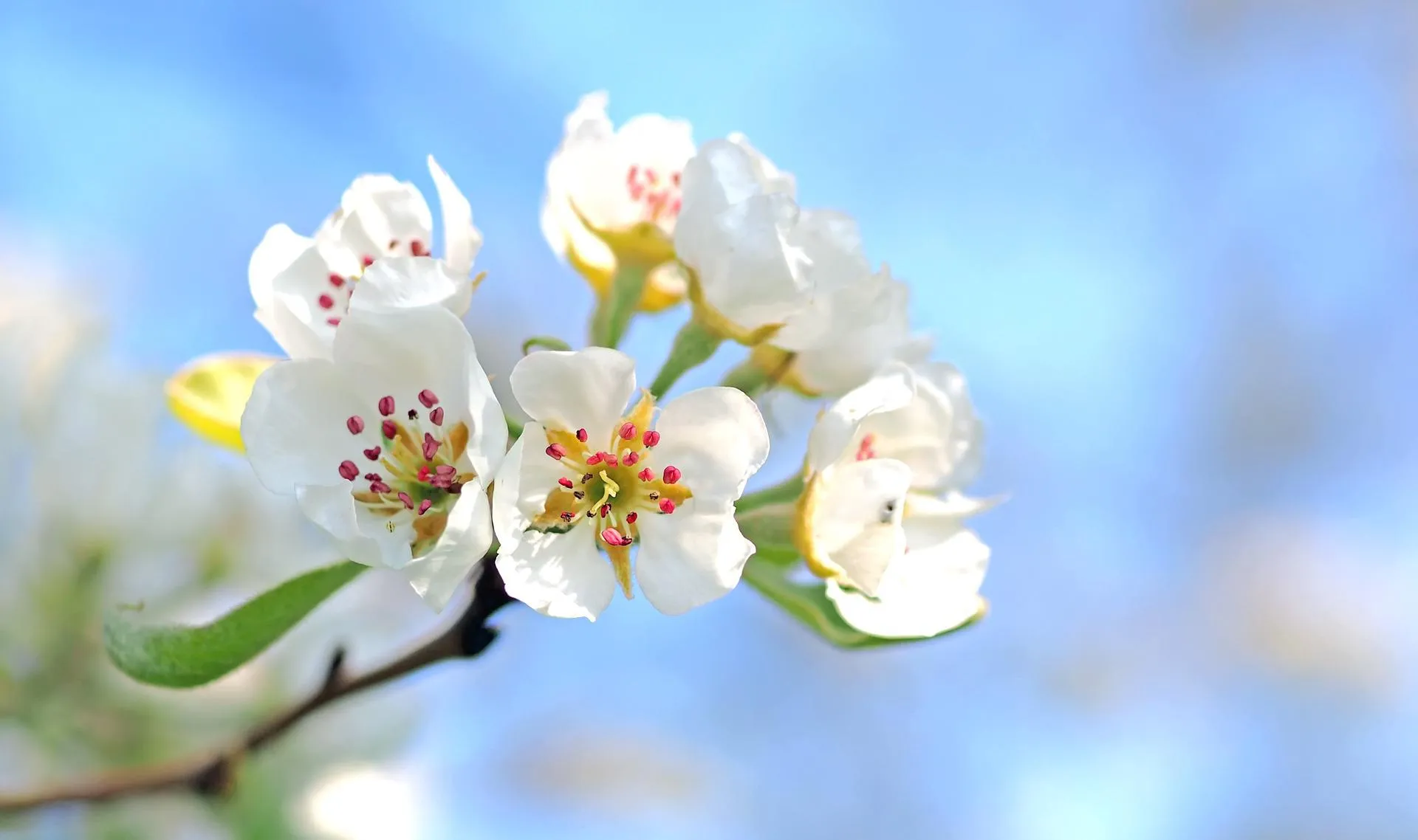 apple blossom 1368187 1920