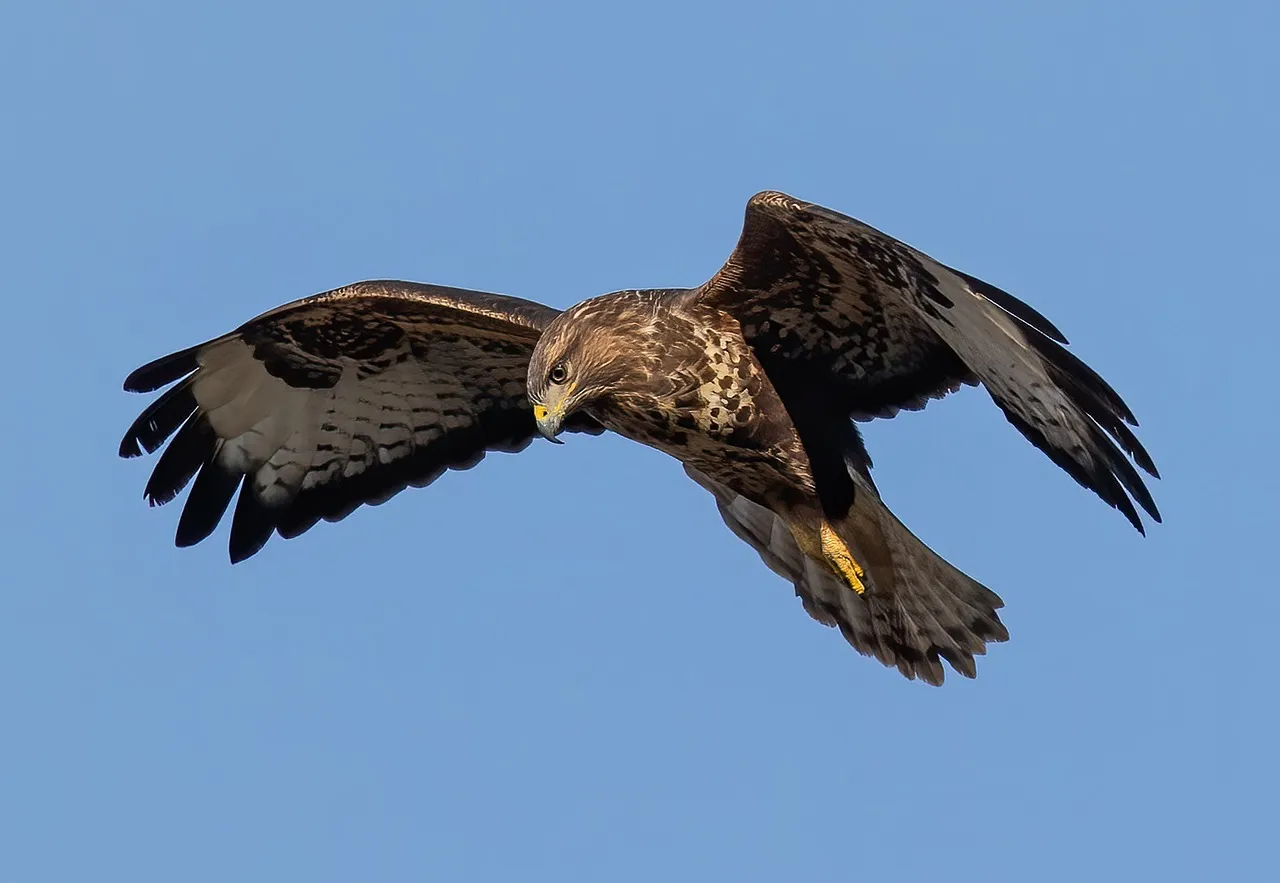 buzzard 6986163 1280