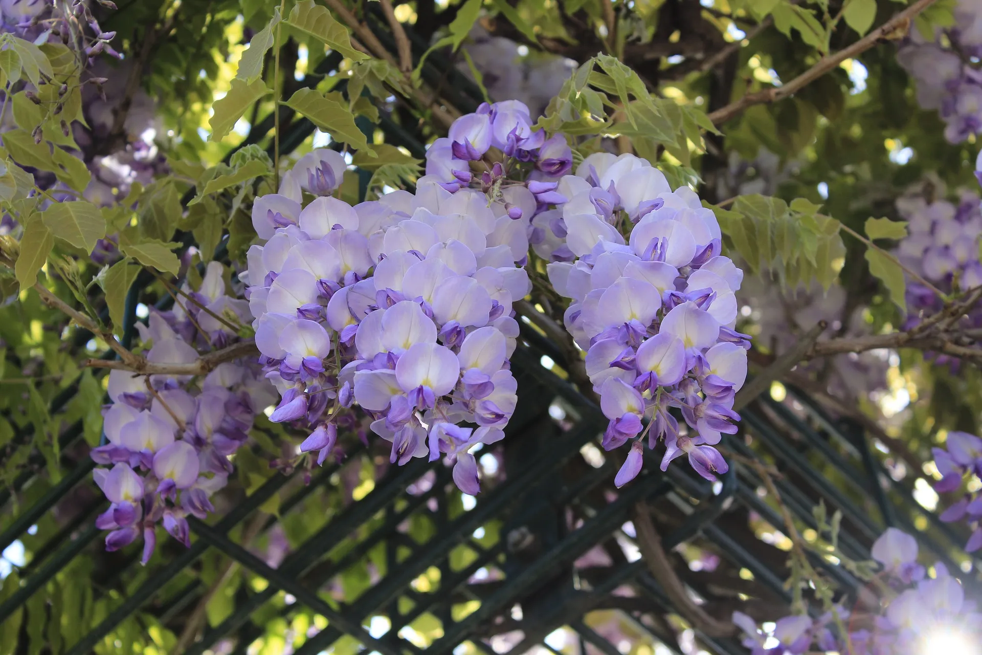 flower 3135288 1920