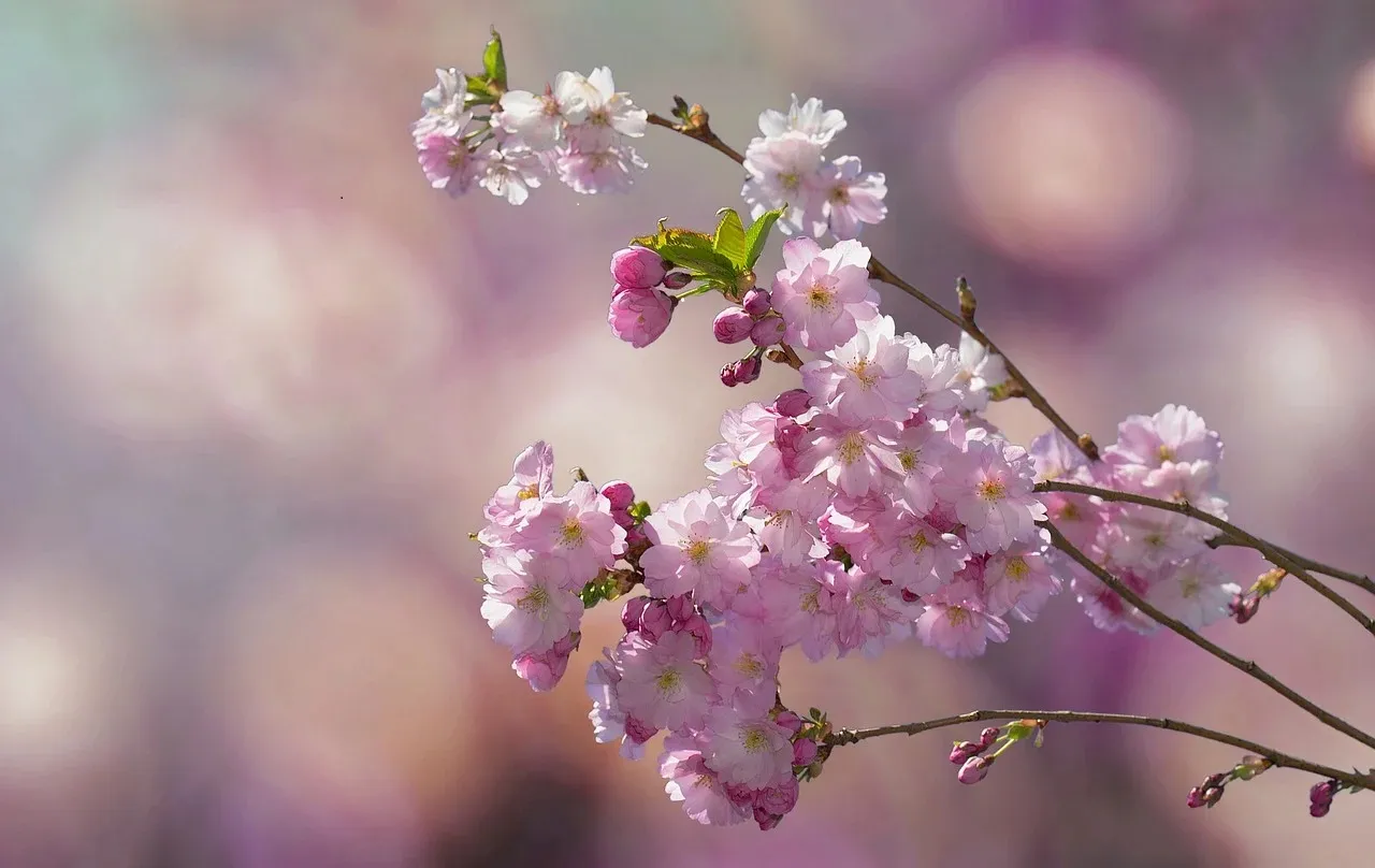 flowering twig 2057360 1280