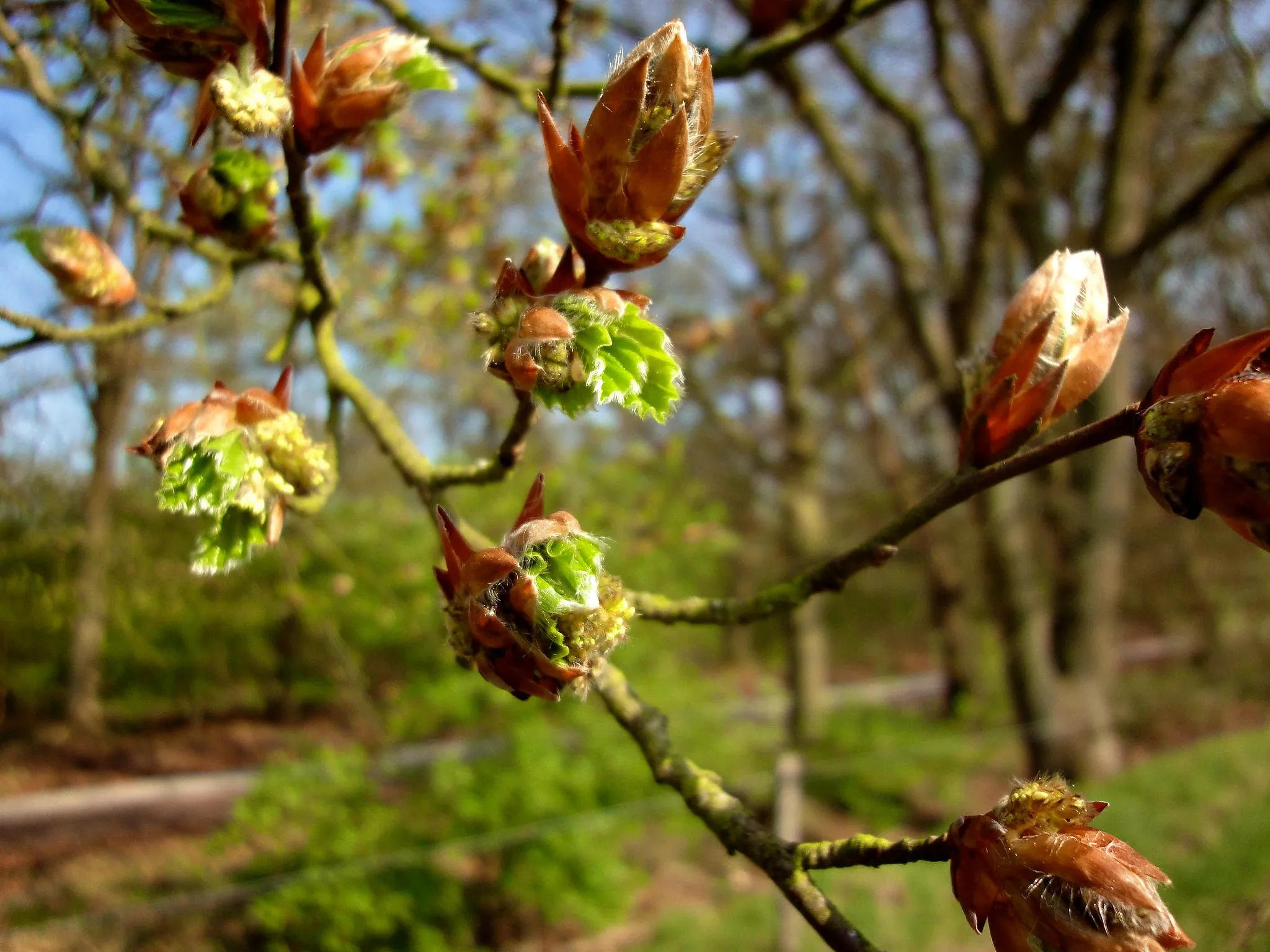 geboortewandeling de natuur groeit en bloeit