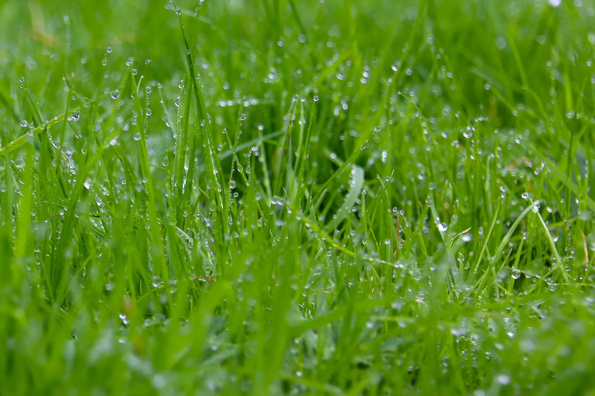 grass 4557266 1920