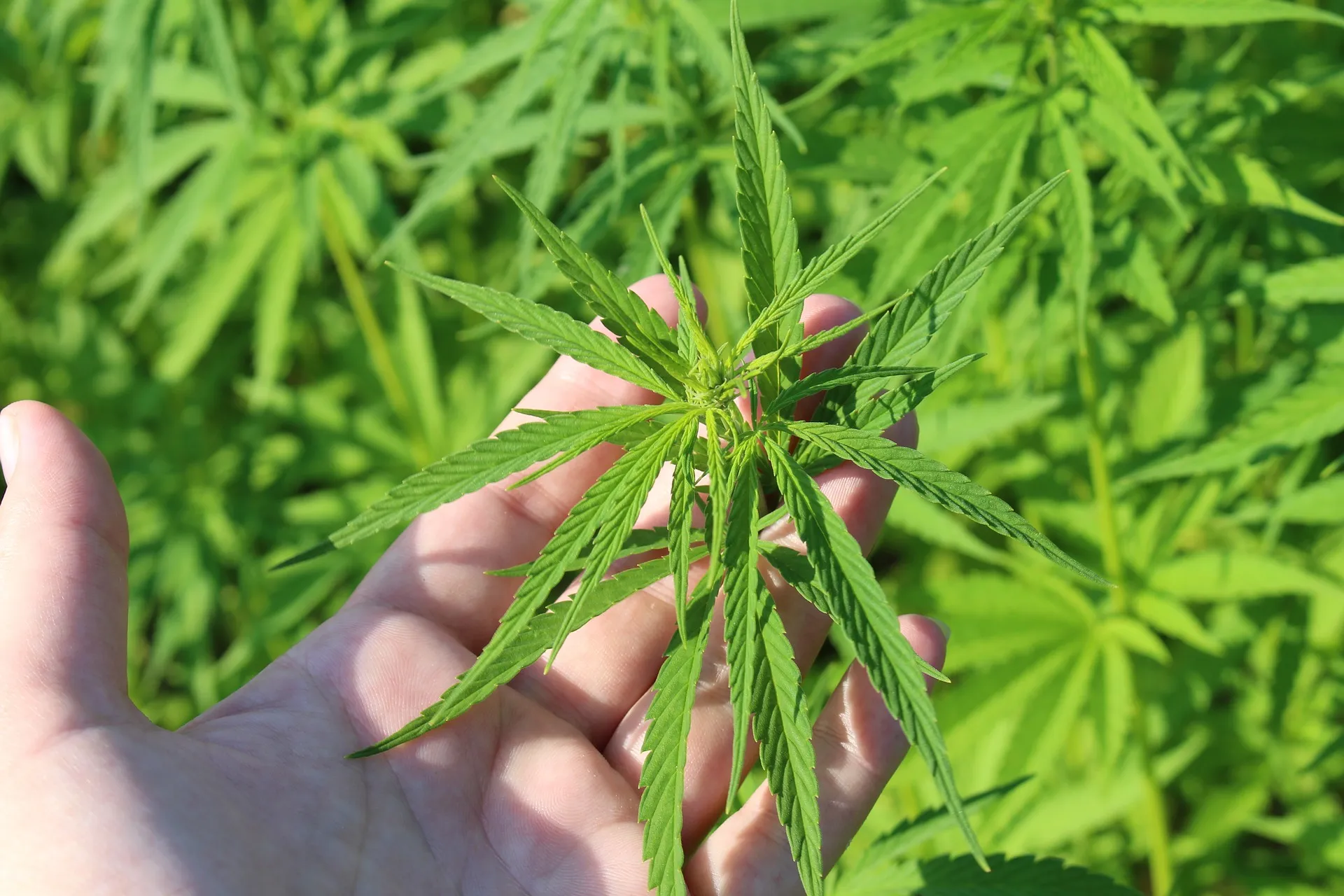 hemp plant 3661210 1920